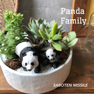 Panda Family パンダファミリー