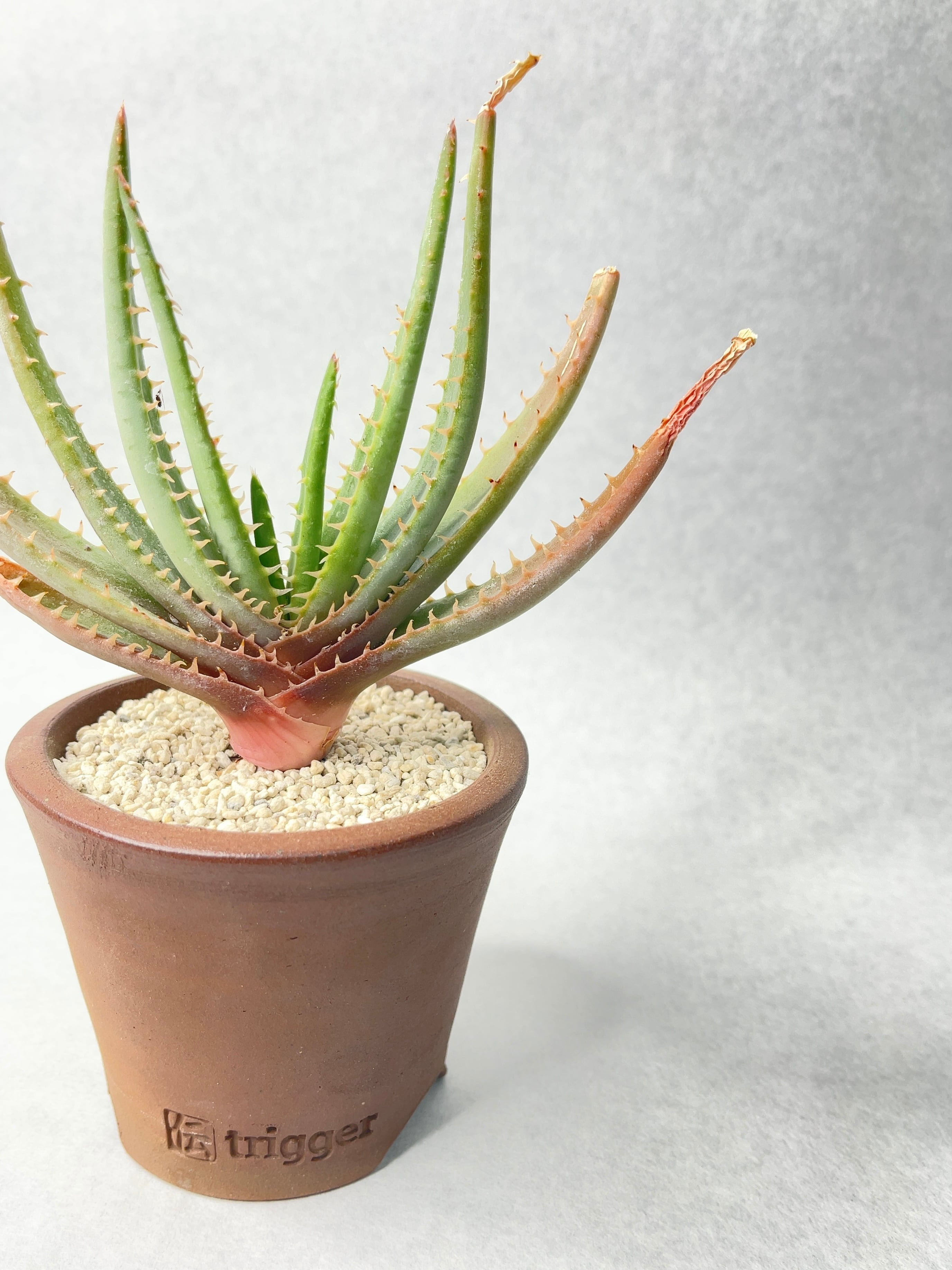 アロエ コンプレッサ シストフィラ 耐寒性あり　観葉植物　塊根植物　多肉植物　ビザールプランツ　レアプランツ　ガーデニング　植物　グリーン　趣味　盆栽　葉　花　庭　草　インテリア　おしゃれ　飾り　園芸　 アロエ コンプレッサ シストフィラ Aloe compressa var.schistophila