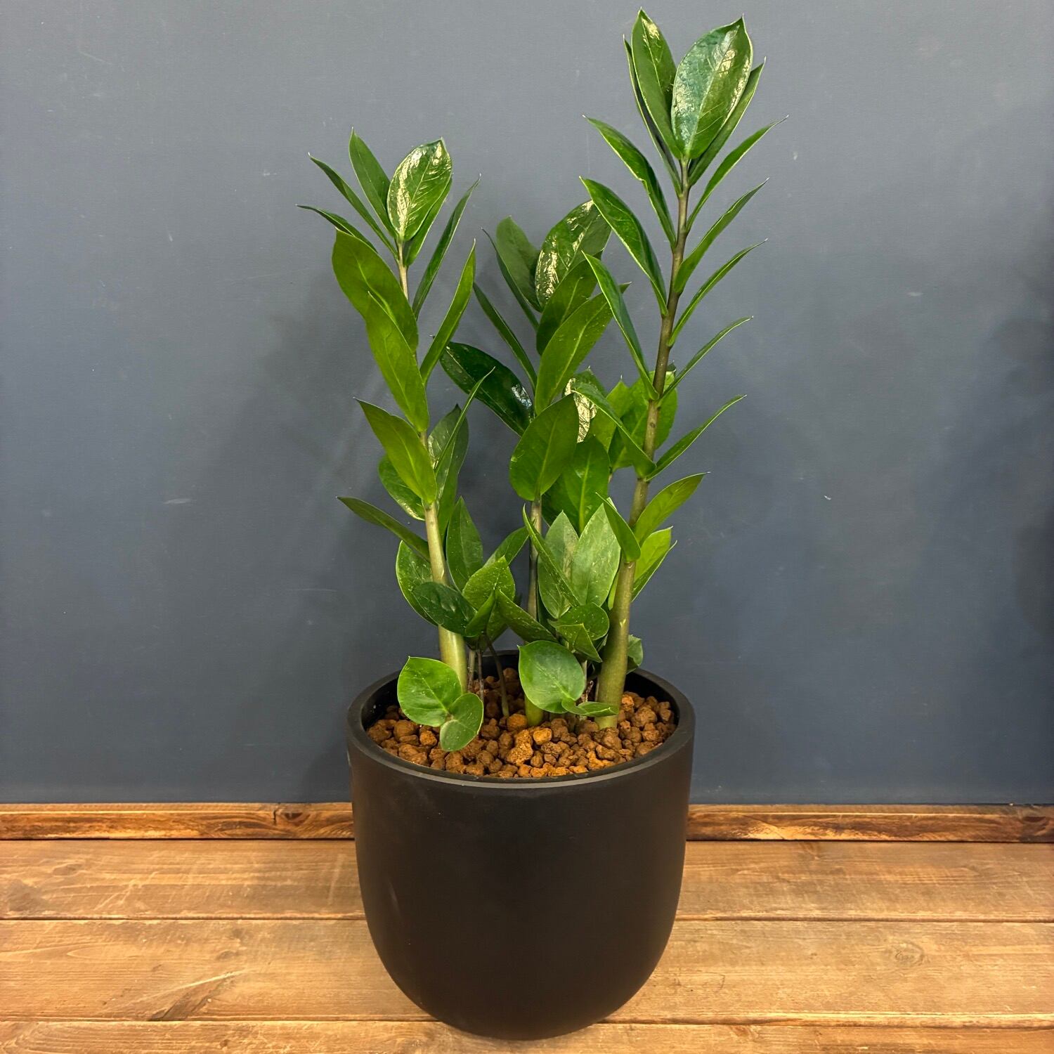 ザミオクルカス ザミフォリア ザミオクルカス ザミフォーリア 植え込み品【541】 | PROTOLEAF プロト