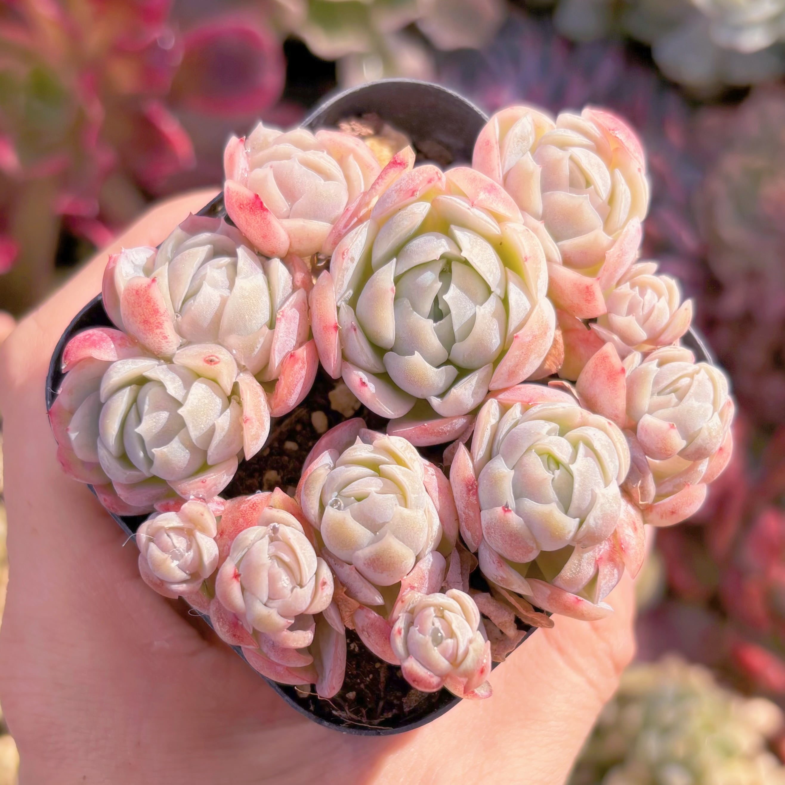 現品　クリームベリー#629　るる農園