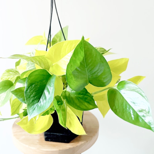 コントラストが美しい ポトスミックス ハンギング 観葉植物 calm cafe