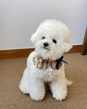 即納 【hugmemore】doricape (cocoa)