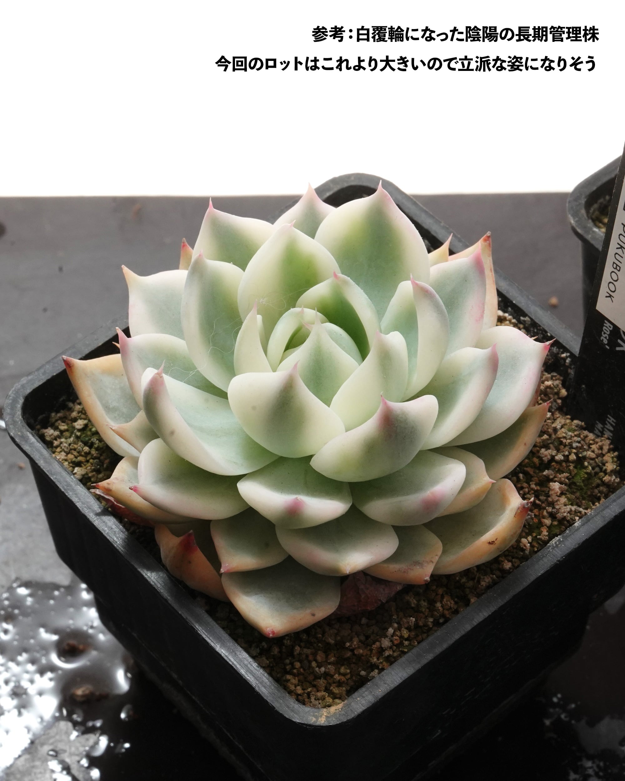 発根済カット苗 チワワエンシス錦 陰陽 全周化 Echeveria