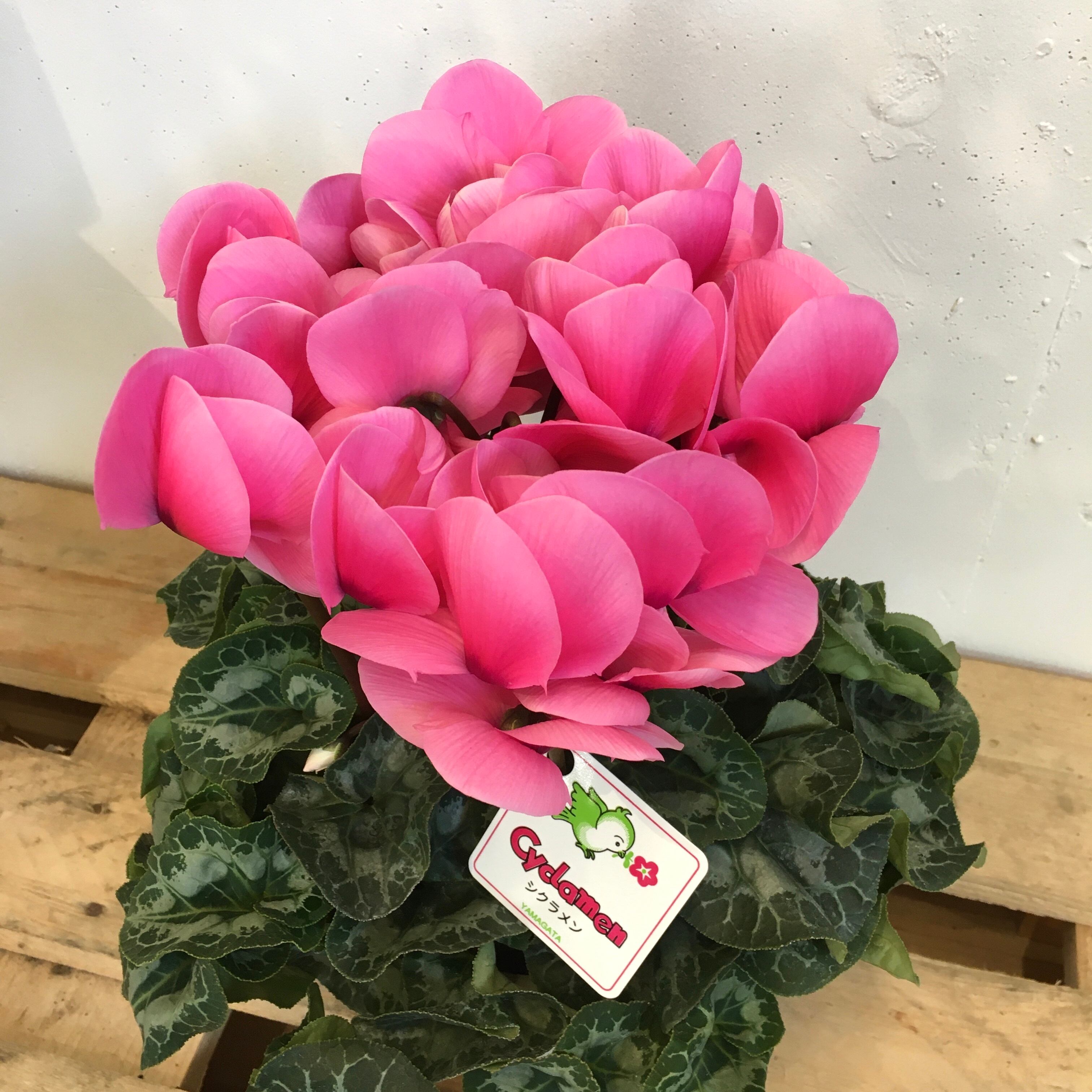 シクラメン Protoleaf プロトリーフ