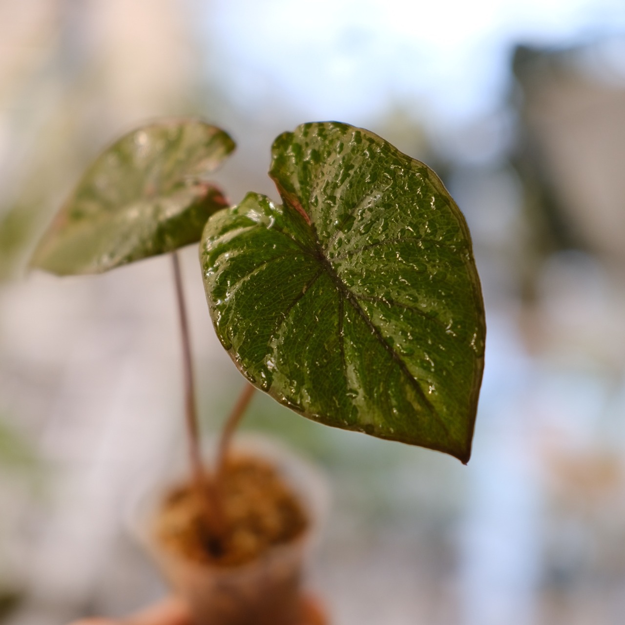 アロカシア ピンク セレンディピティ⑤ / Alocasia Pink Serendipity / 観葉植物<育て方・花言葉>