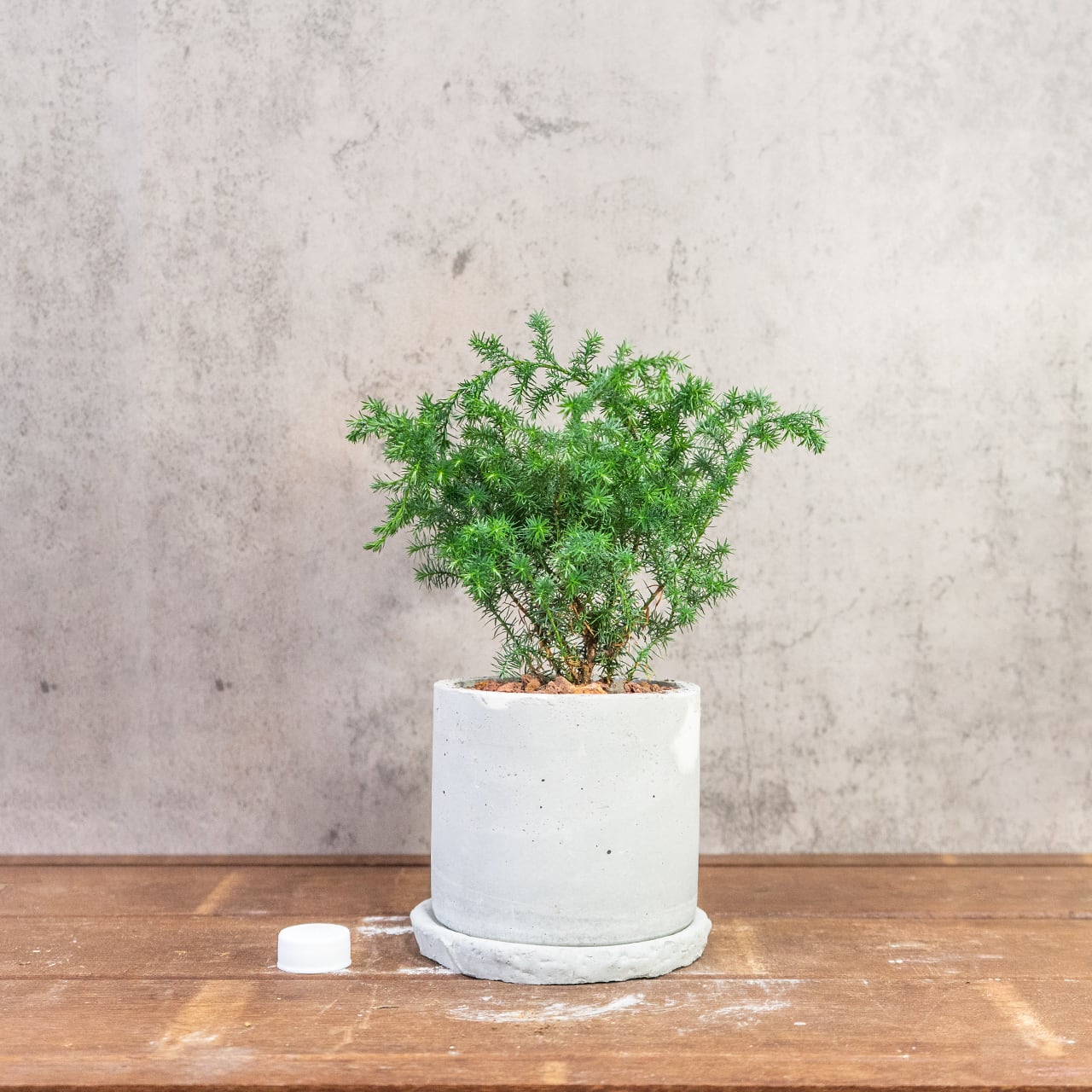 ヒムロスギ｜ふわっと広がる柔らかな葉が魅力のインテリアグリーン【虫発生抑制／手作りのモルタル鉢】