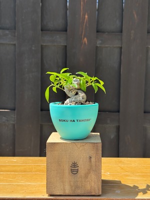【新着】Ficus microcarpa × ボクタノ鉢【BOKU HA TANOSII】ガジュマル 琉球盆栽