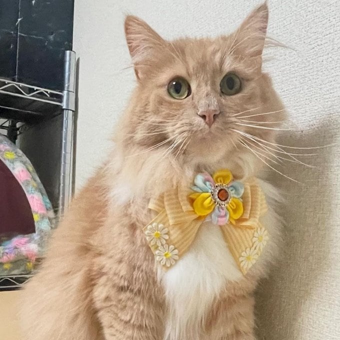 犬猫チョーカー 大サイズ しましま イエロー リボン 犬用 猫用 数量