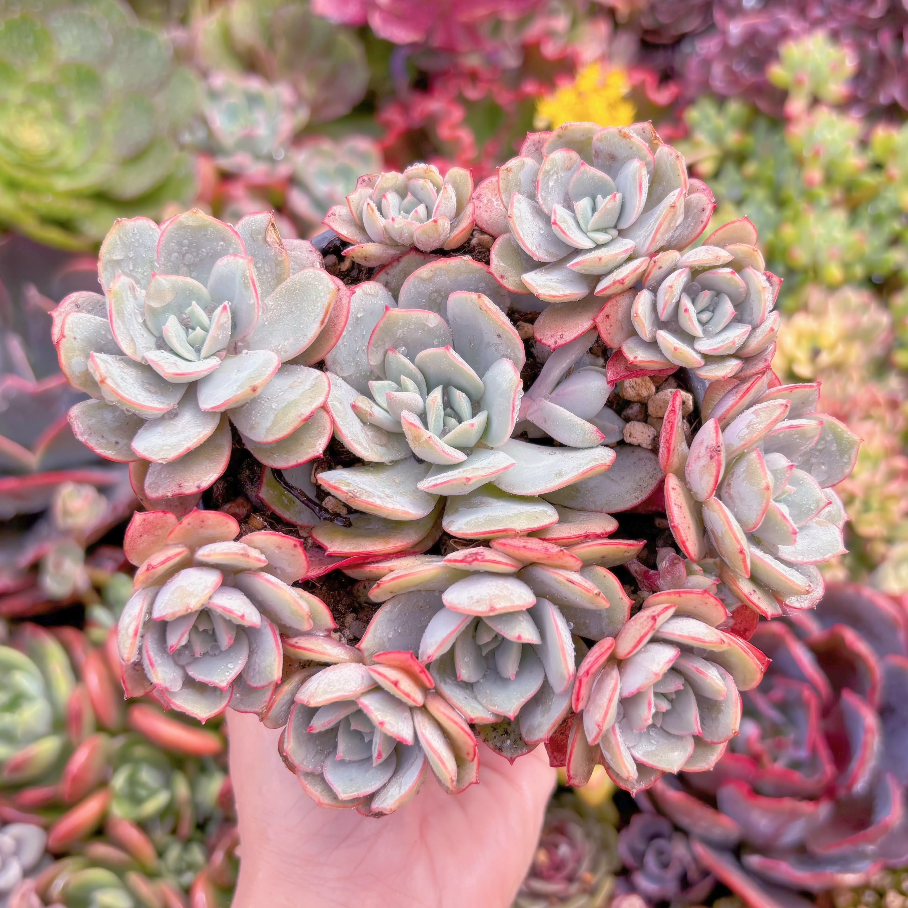 現品　ラウ026#K045　大群生　新入荷　るる農園