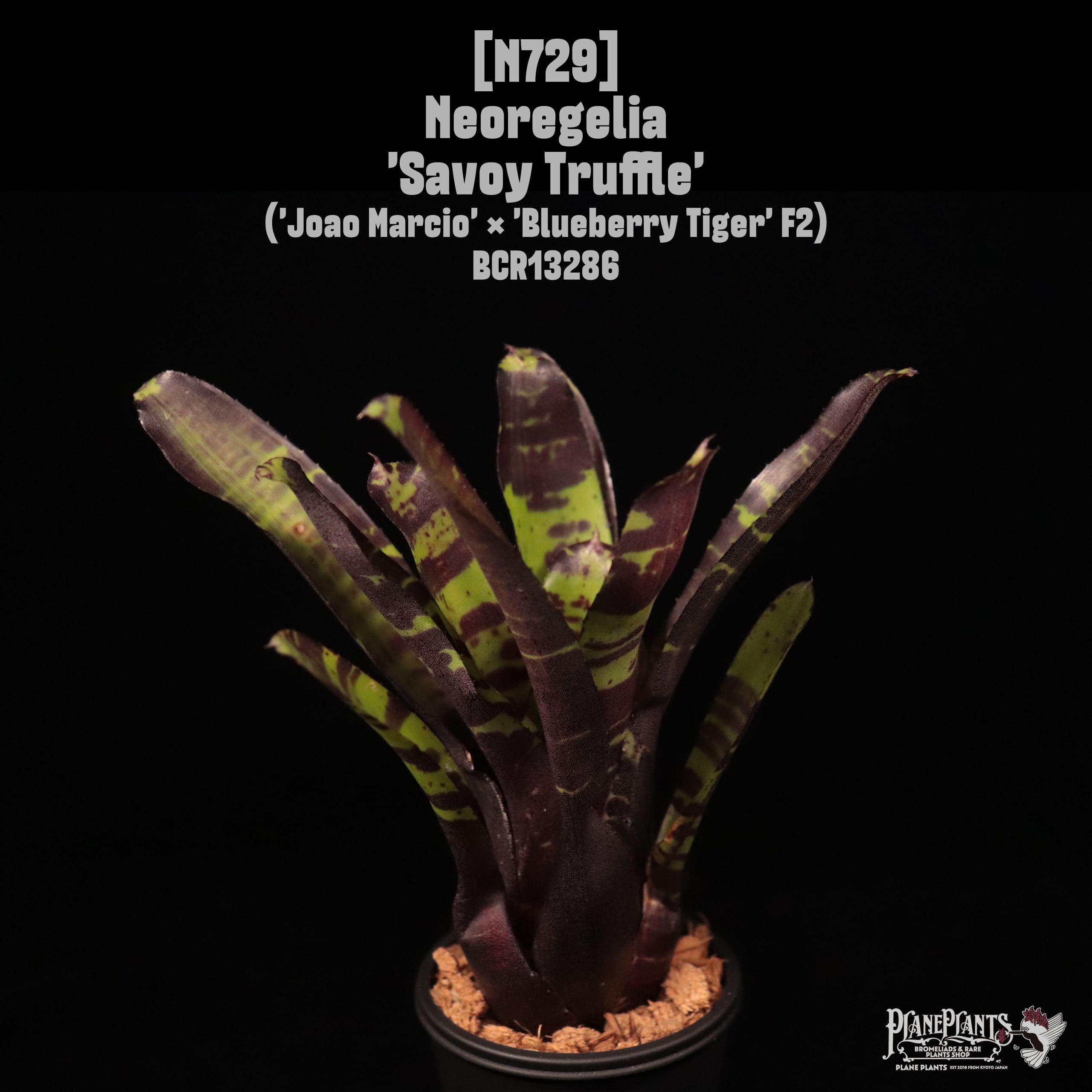 Neoregelia | plane plants