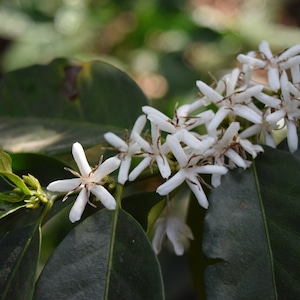 グアテマラ　エルボスケ 生豆 500g