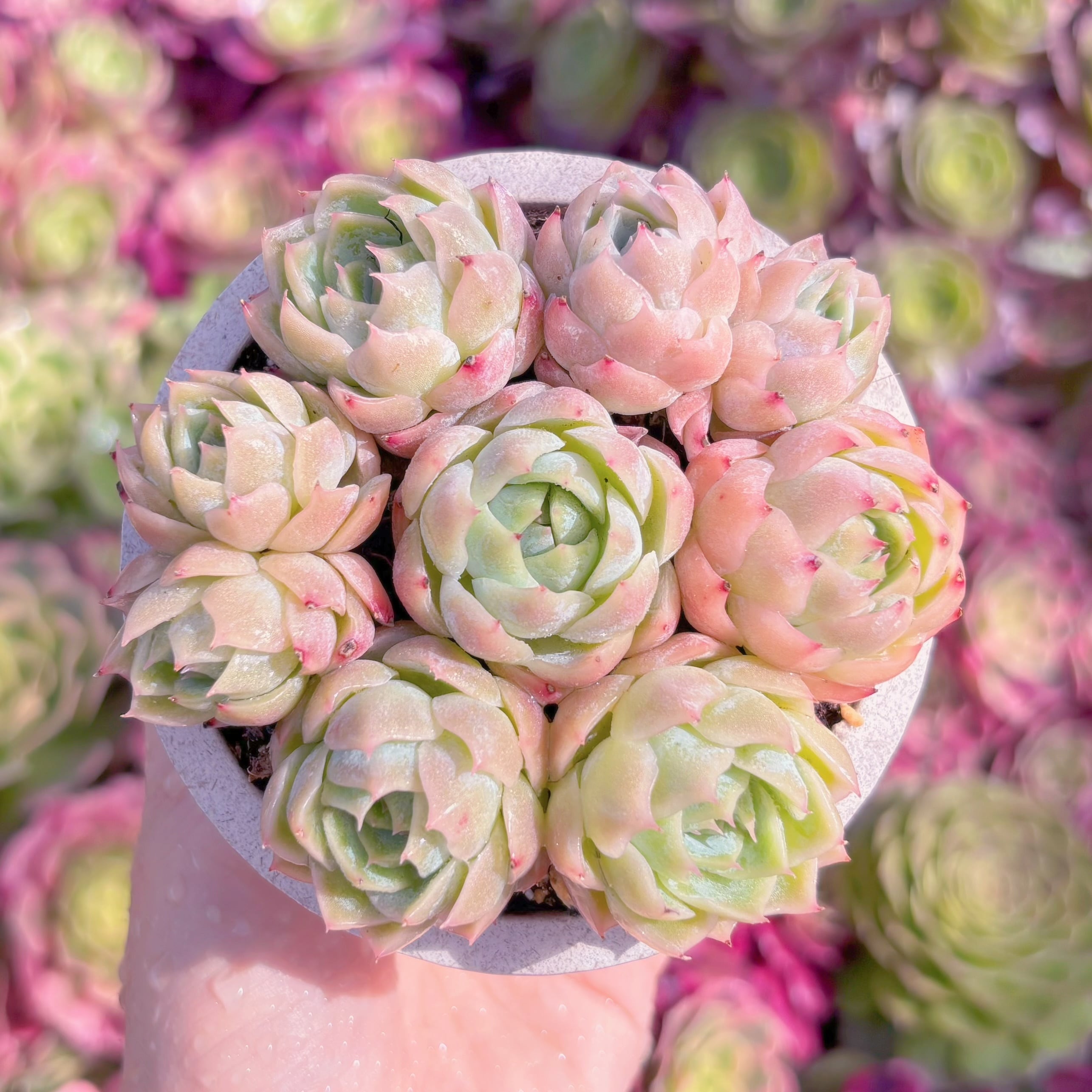 多肉植物　クリスタルローズ(7苗)　新入荷　るる農園