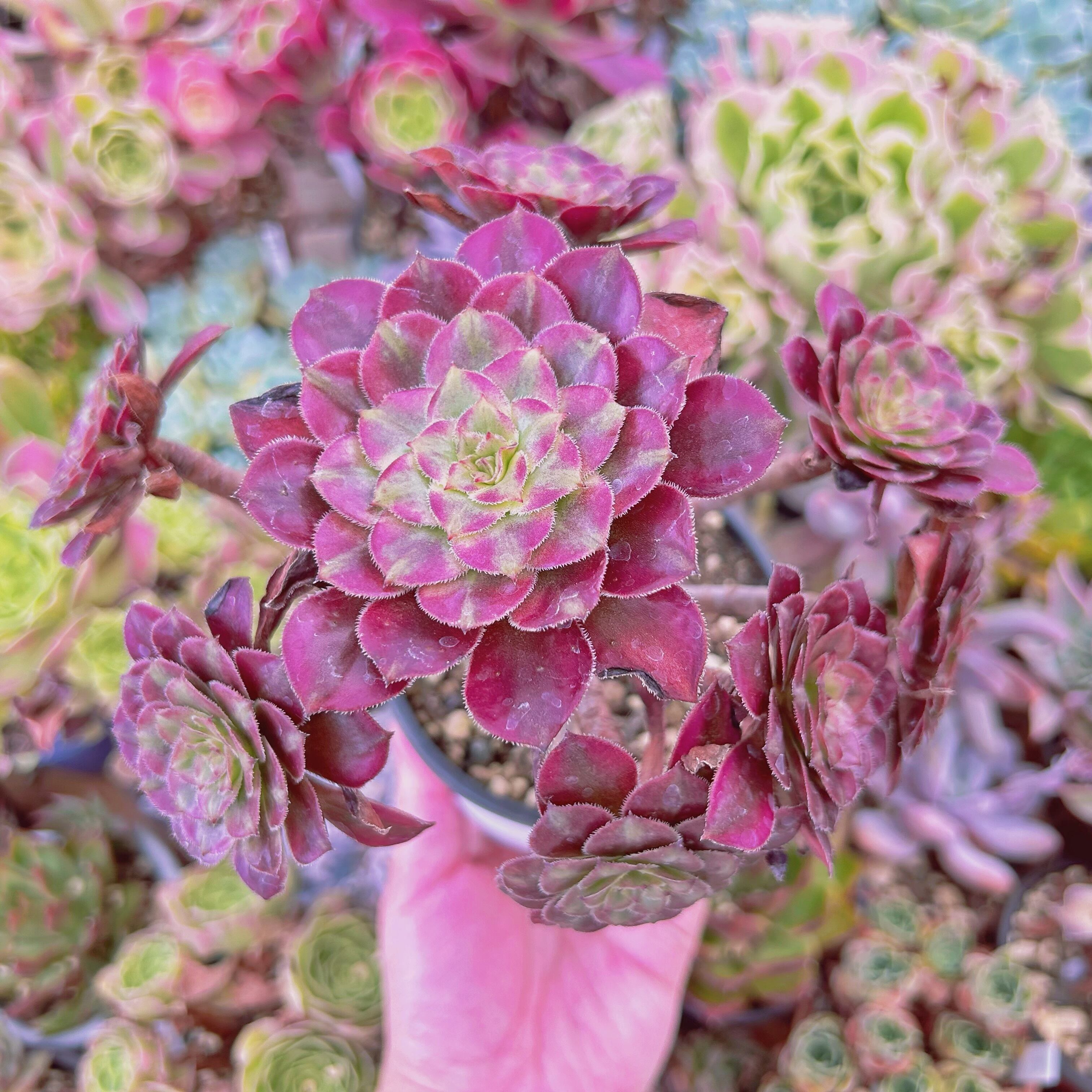 #916現物　多肉植物　美姫(Aeonium)　特大群生　抜き苗