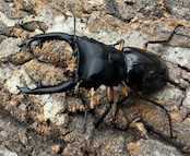 【WD】新産地《インペリアリスツヤ亜種komorii ロハス産 63mm ペア》