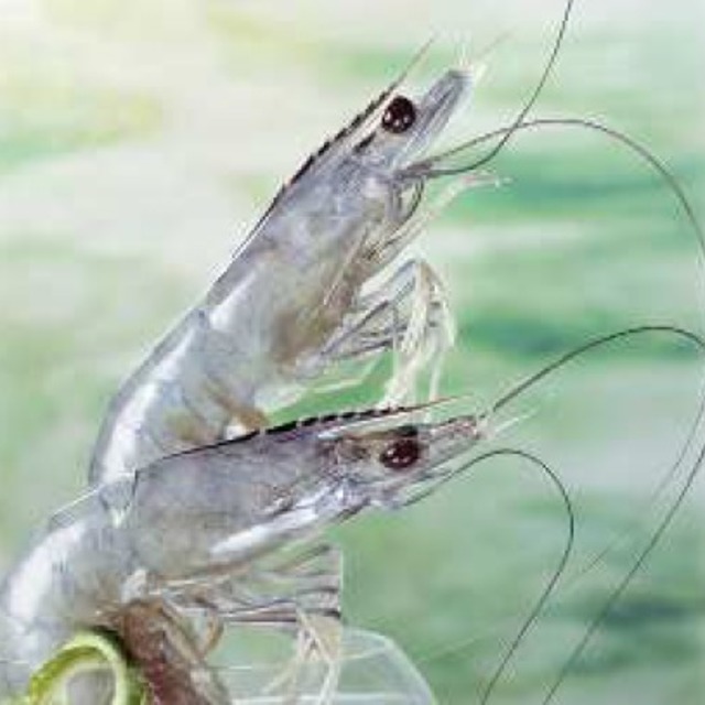 世界最高の美味しさ 仏 クオリサート認証 009 天使の海老 1kg 30 40サイズ 3 0円税込 さかな一代 公式 共同水産 豊洲市場直送 水産通販