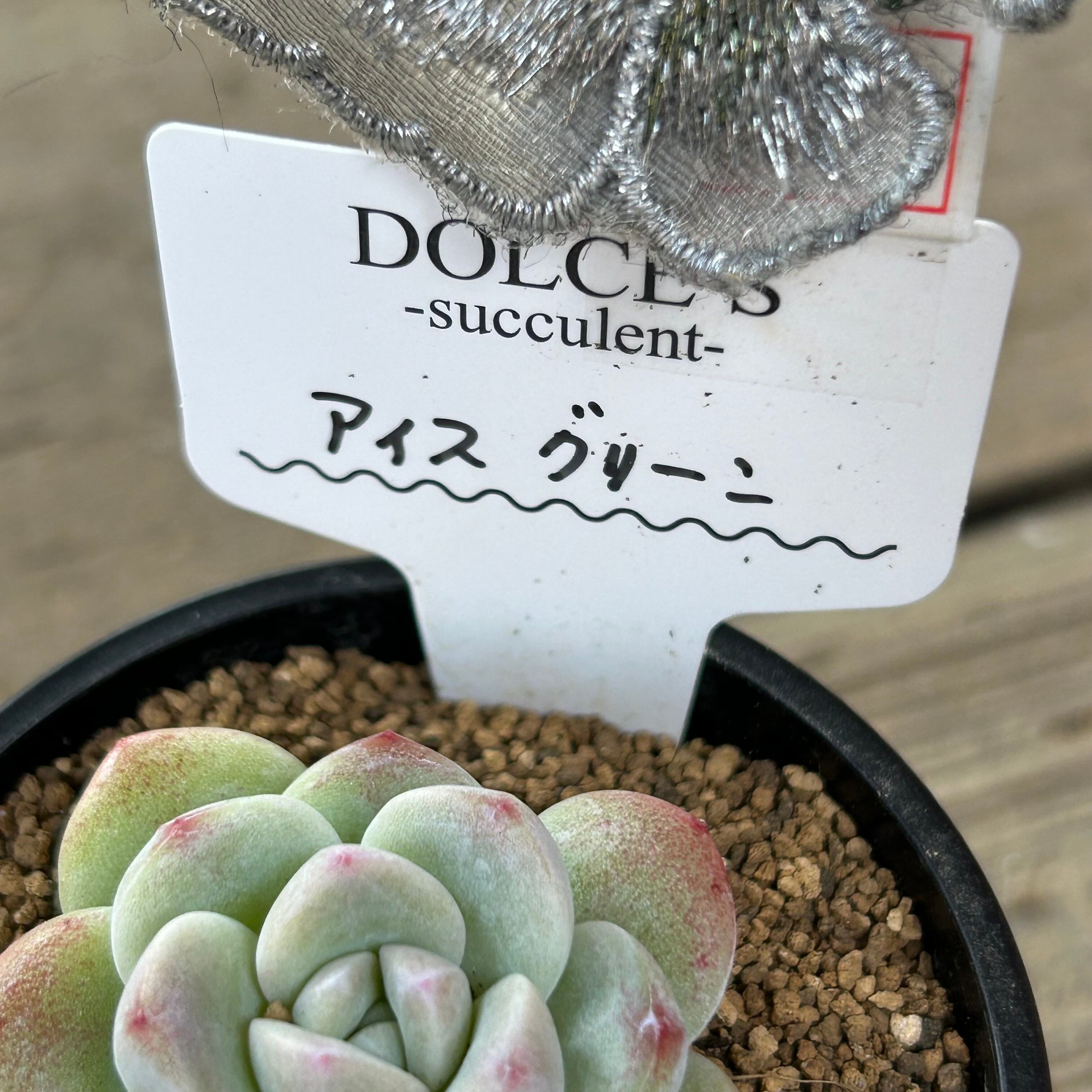 多肉植物　アイスグリーン1️⃣　群生　可愛い　そのまま発送 多肉植物 アイスグリーン1️⃣ 群生 可愛い そのまま発送