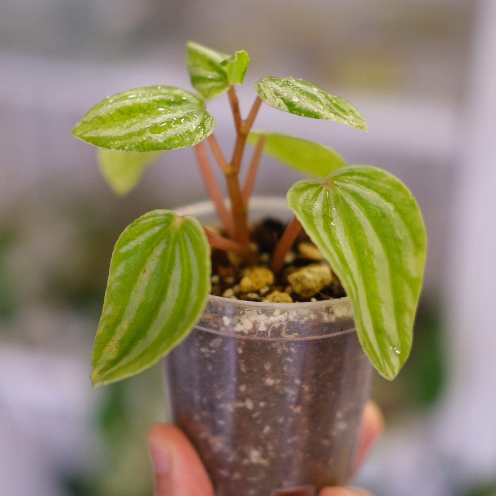 その他観葉植物 Peperomia argyreia variegated Peperomia argyreia variegated / 極斑入り スイカペペロニア⑧│観葉