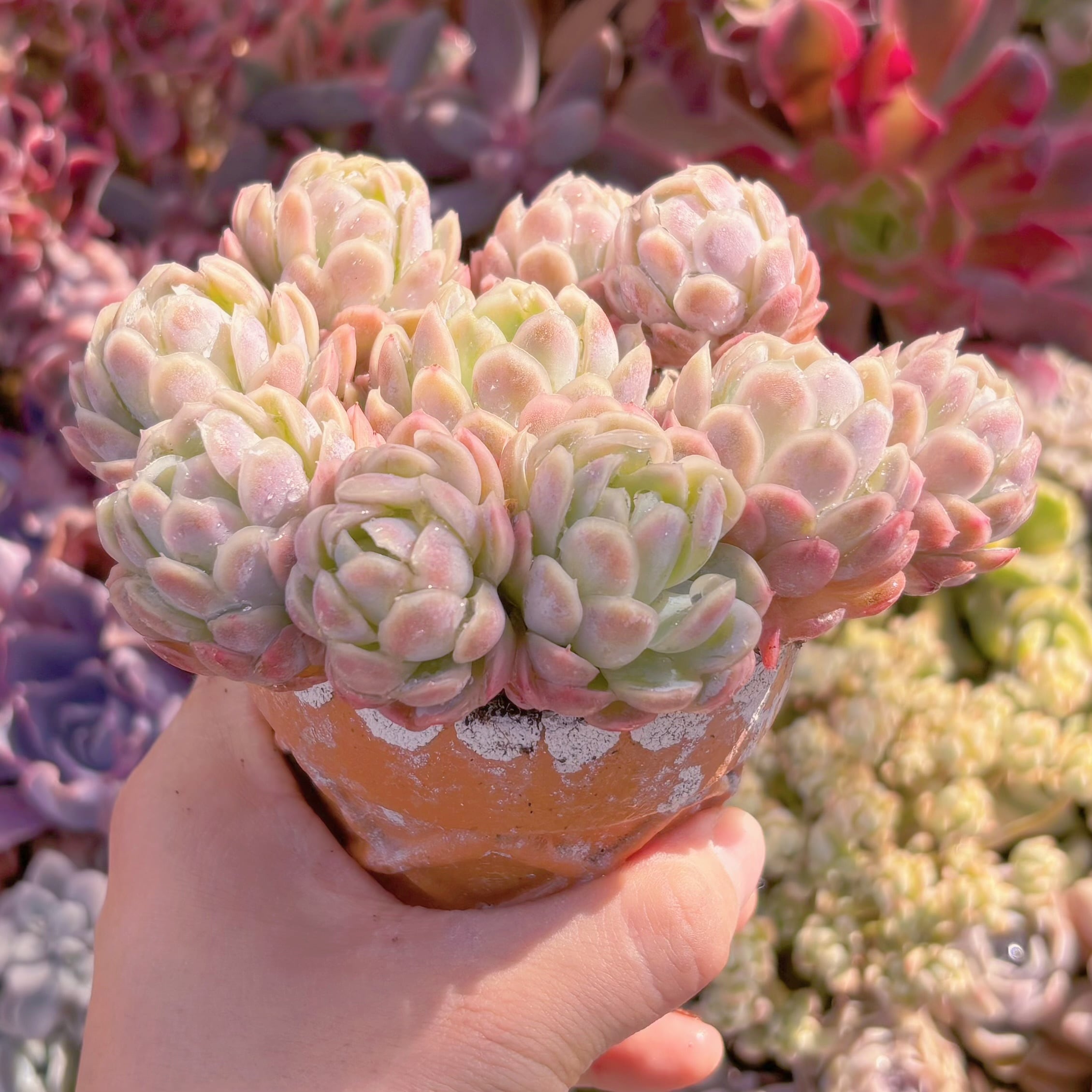 在庫0❣️ラズベリーアイス群生❣️カット苗 ランダム エケベリア 寄せ植え 多肉植物 楽天市場】農園直売 多肉植物 寄せ植え エケベリア属 ラズベリーアイス