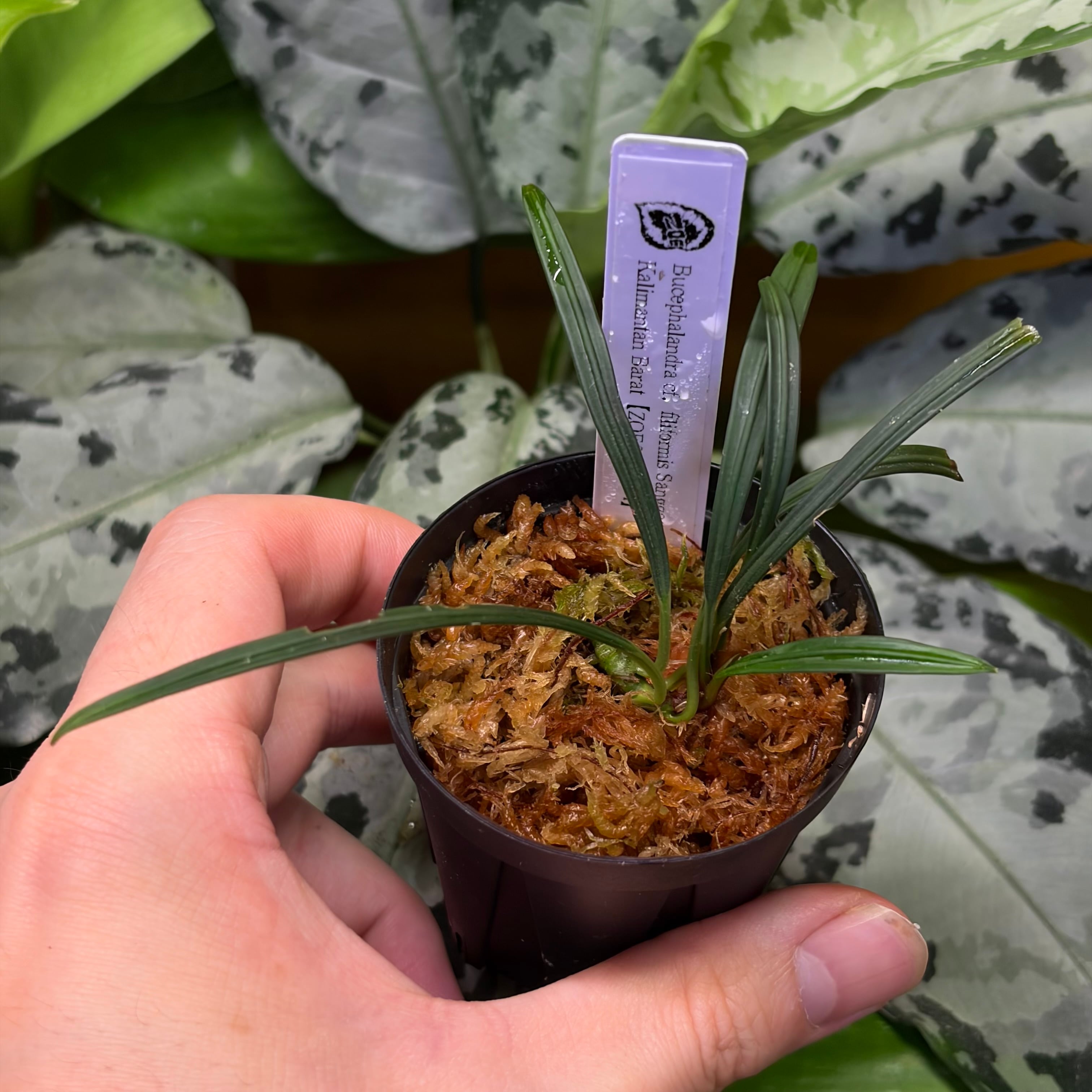 Bucephalandra cf. filiformis Sanggau Kalimantan Barat【ZOE0226-17i