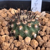 【Copiapoa】サボテン　イスラヤsp実生【783】