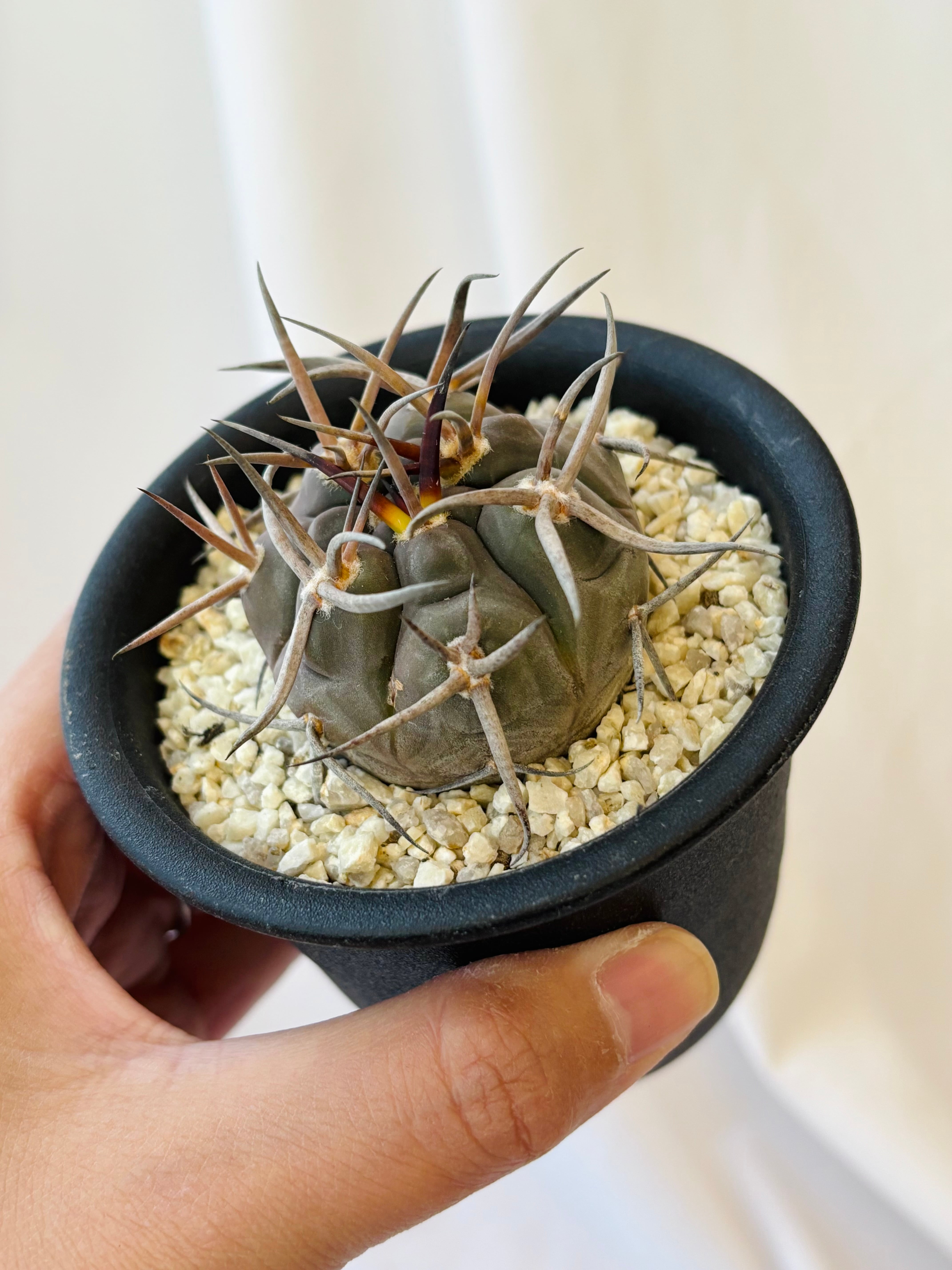 Gymnocalycium mazanense ギムノカリキウム 守金魔天竜 サボテン Gymnocalycium mazanense ギムノカリキウム 守金魔天竜 サボテン