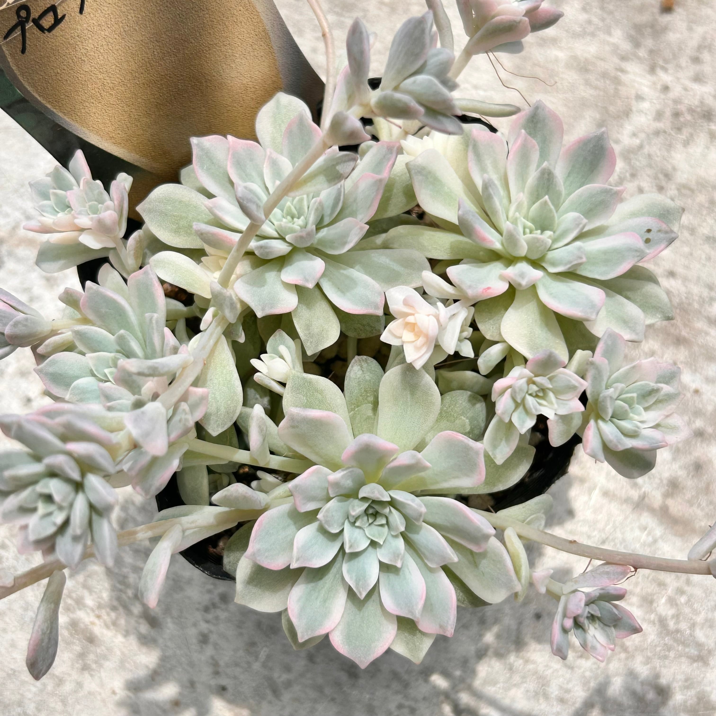プロリフィカ錦 | RuPo 多肉植物専門店