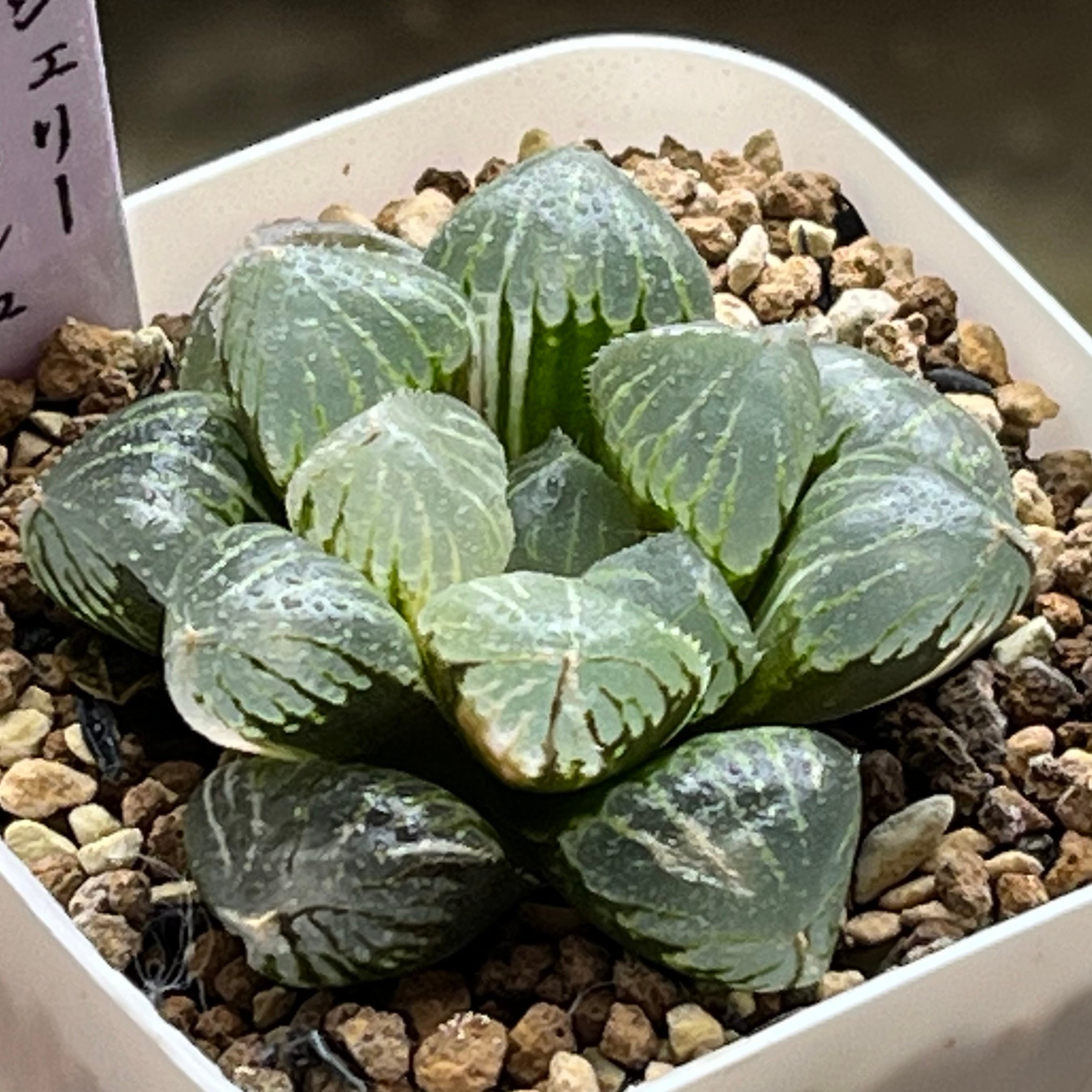 オブツーサ系 | mocono_plants