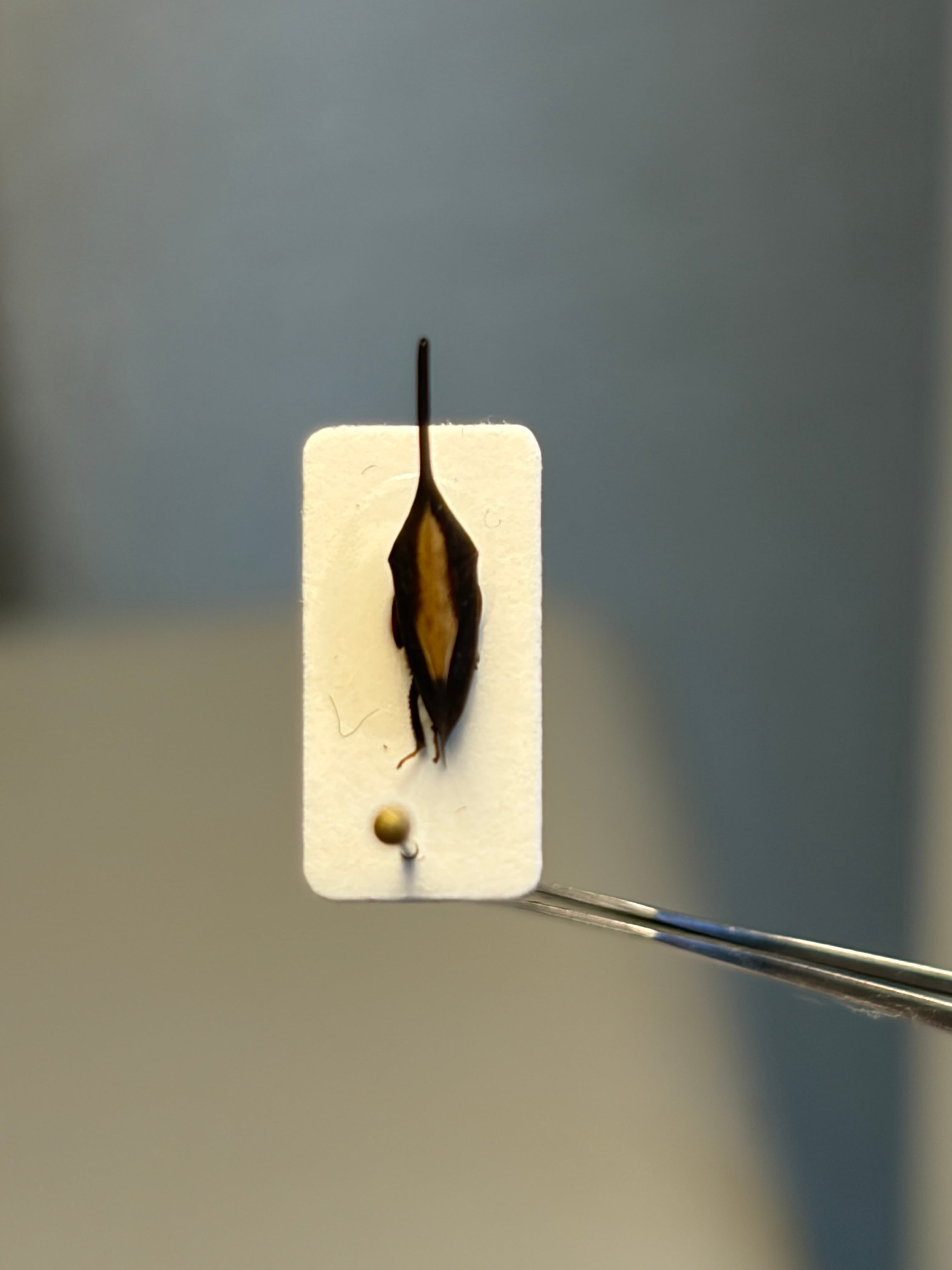 11mm】ナガエボシツノゼミの一種 標本 角蝉セミ ホタル 蛍トンボ 蛾ガ