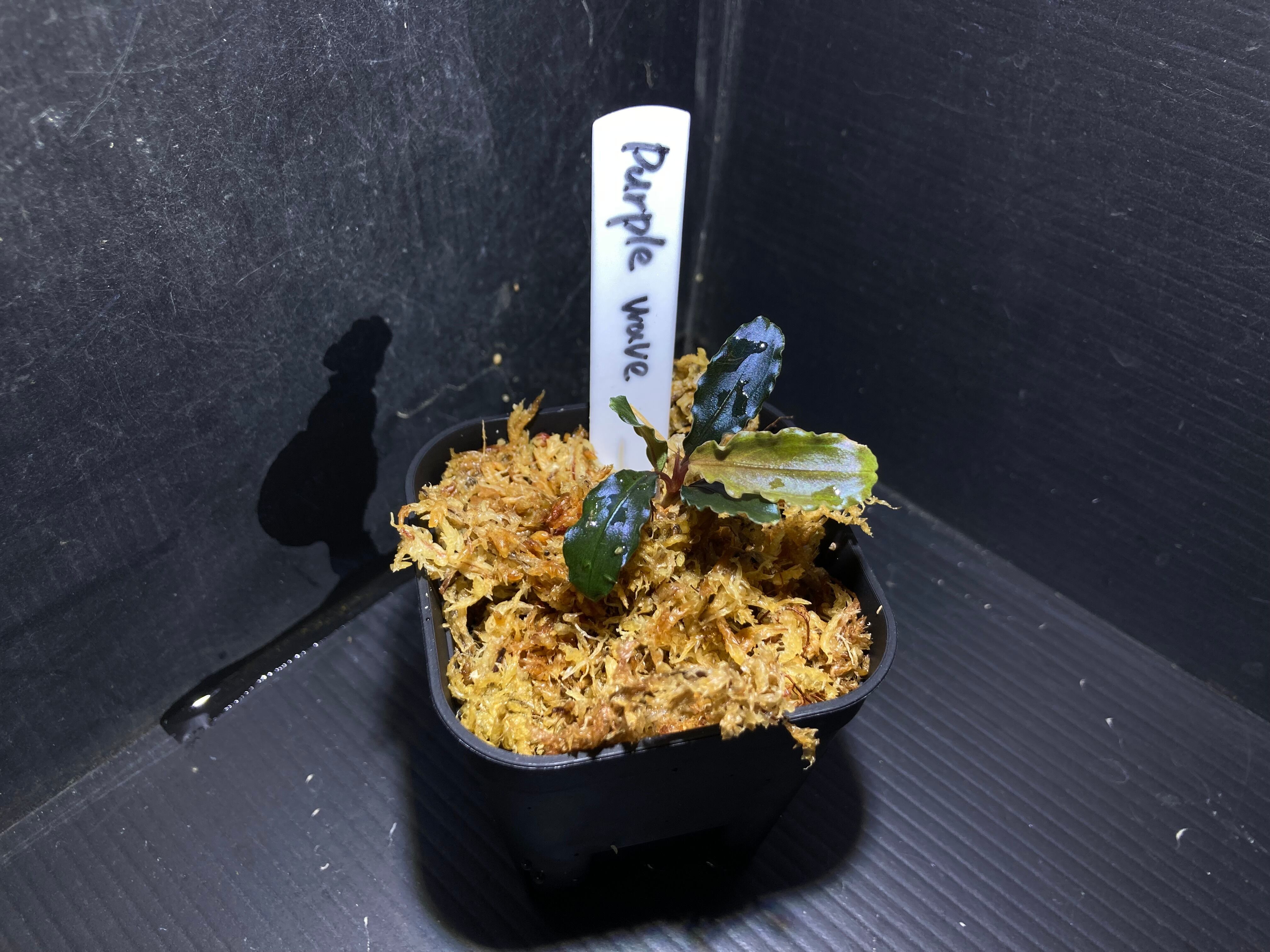 ブセファランドラ | AquaFocus