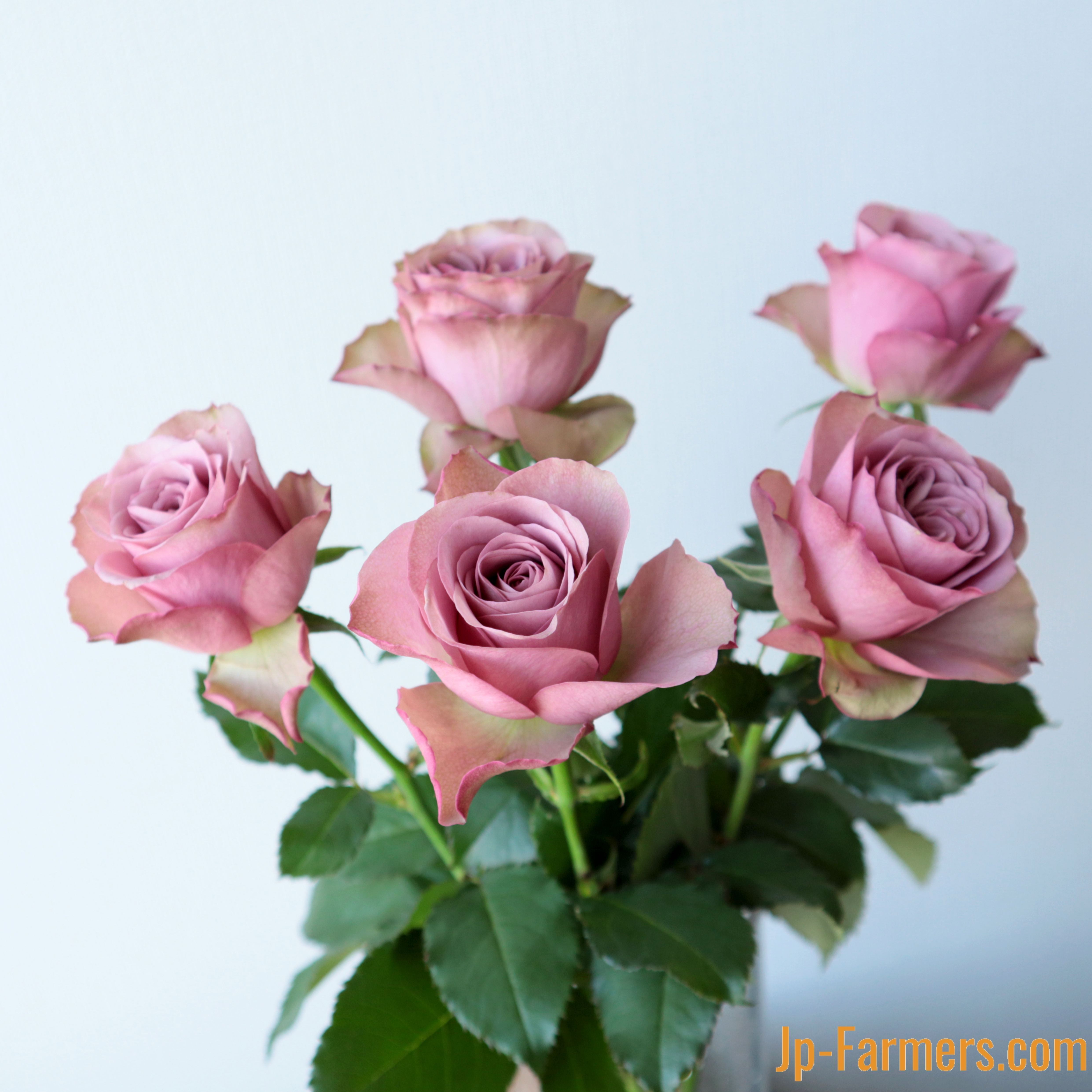 市場直送便 神田ばら園 10本 バラ品種名 アヴニール アンティークカラー 新鮮花の問屋 Jp Farmers Com 市場直送便 神田ばら園 10本 バラ品種名 アヴニール アンティークカラー 新鮮花の問屋 Jp Farmers Com