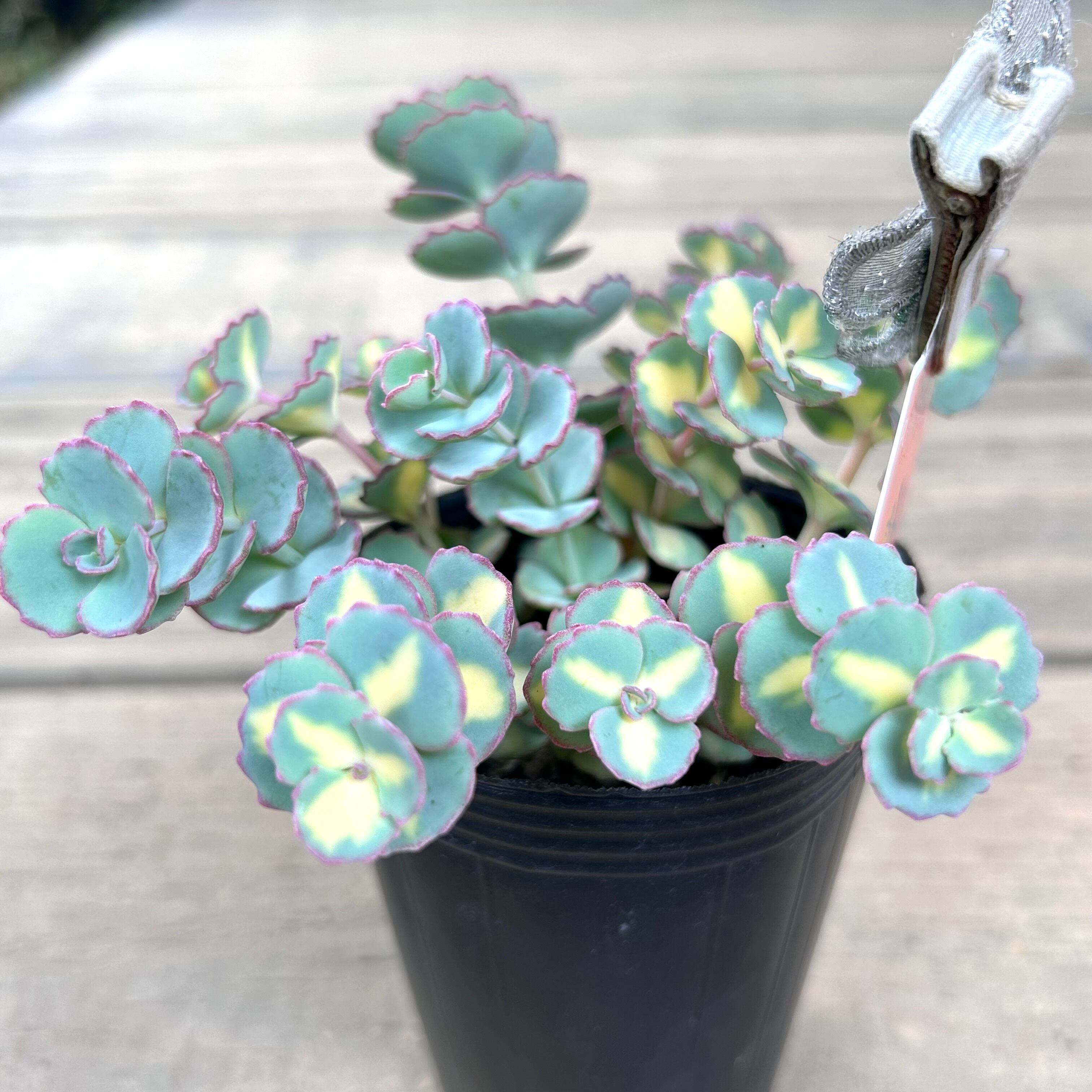 ✡斑入りミセバヤ カット苗 多肉植物 斑入りミセバヤ ① 抜き苗 多肉植物 【公式通販】