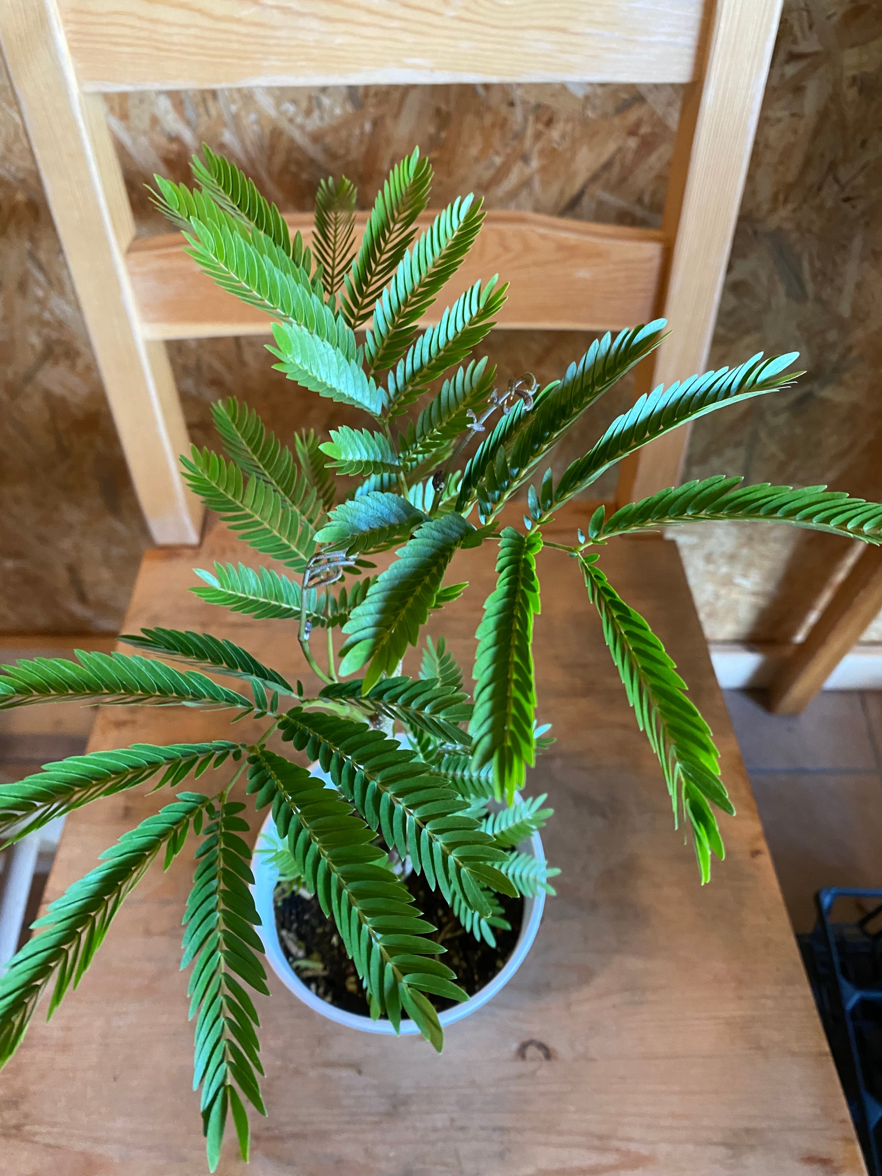 エバーーフレッシュ H40cm W20cm 口径11cm | Garden Varejo