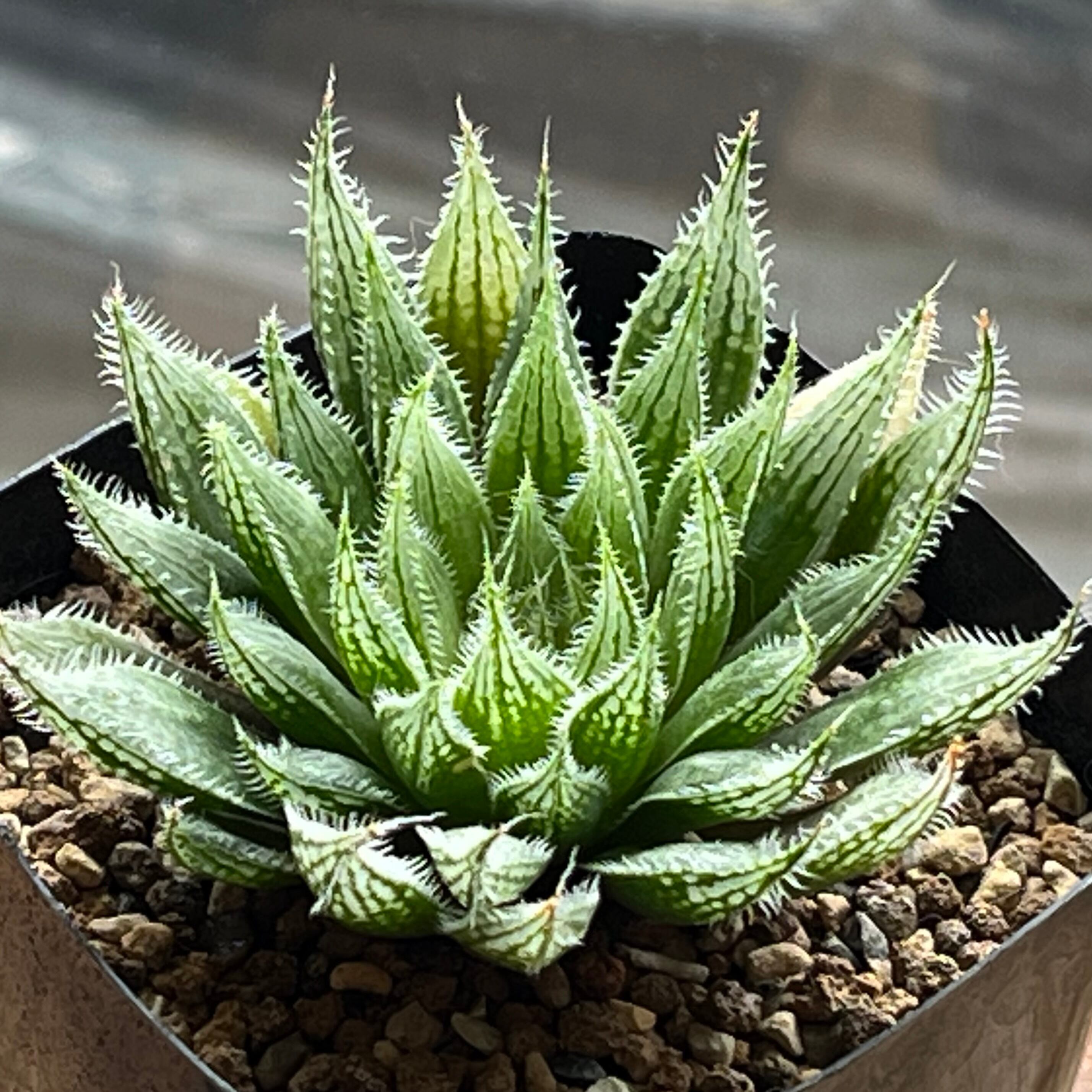 ハオルチア 雫石錦 | mocono_plants