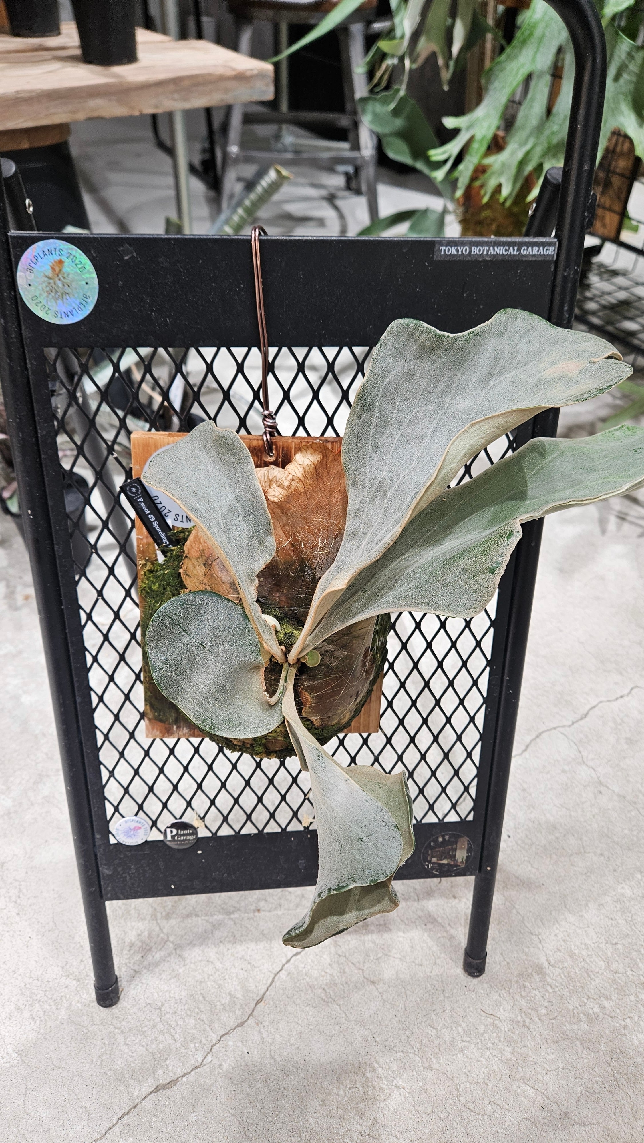 P.woot#9 Spore #17 Select 綴化【artPLANTs/PLANTS GARAGE
