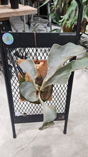 P.woot#9 Spore #17 Select 綴化【artPLANTs/PLANTS GARAGE 】ビカクシダ/Platycerium
