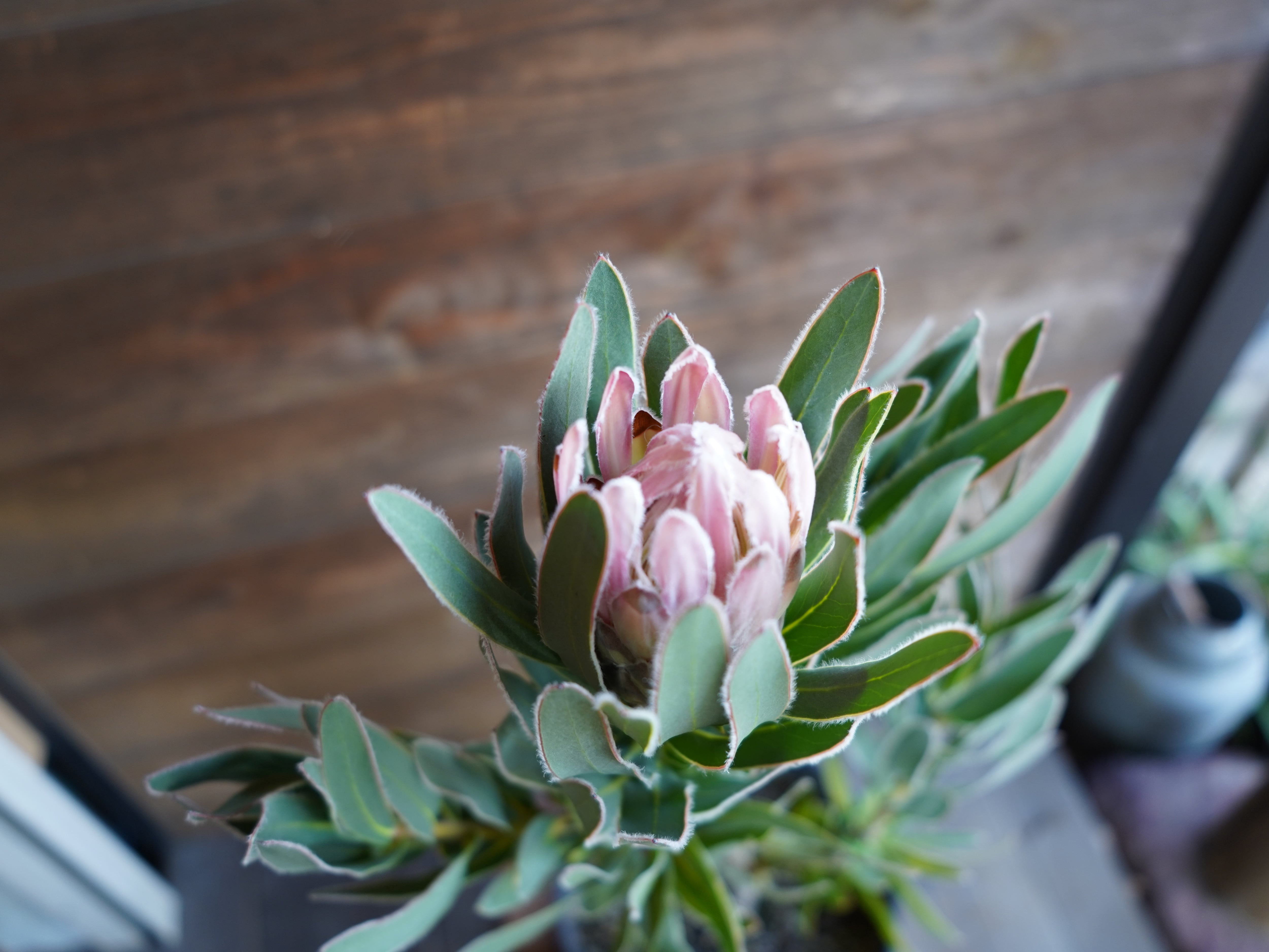 【現物】プロテア　"ピンクパール"