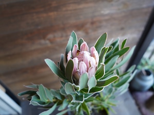 【現物】プロテア "ピンクパール"