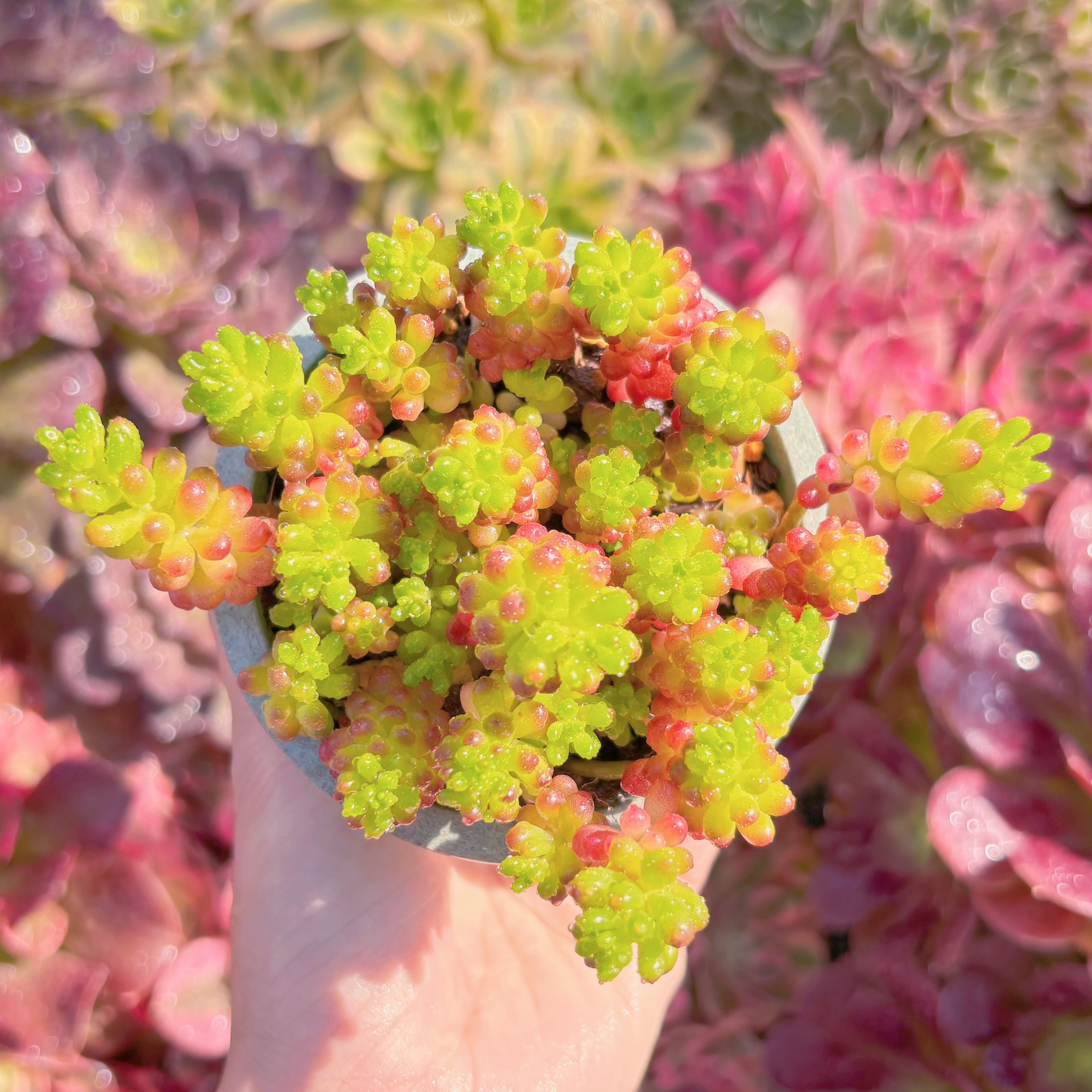 多肉植物　Redberry　新入荷　るる農園