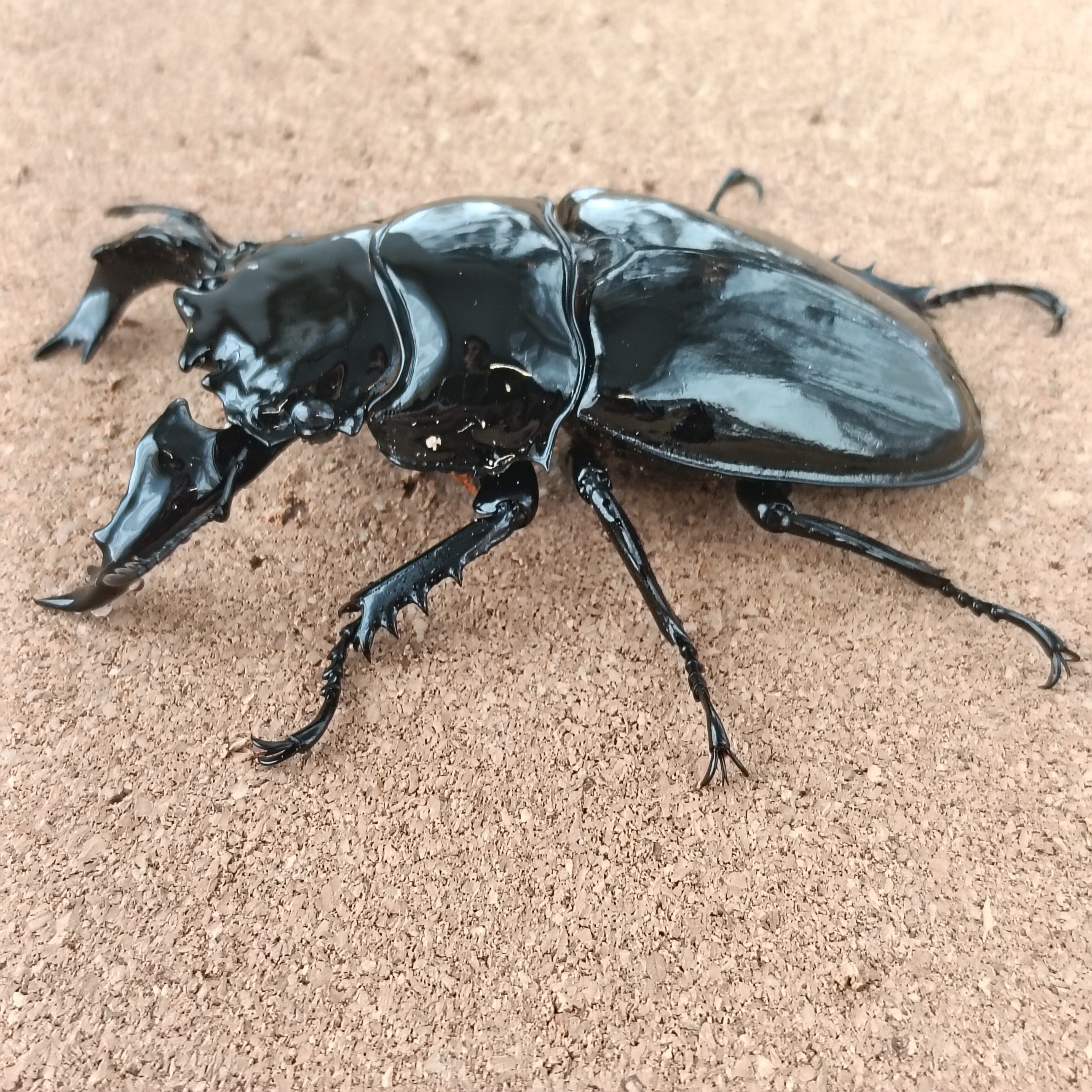 タランドゥスオオツヤクワガタ ♂ 82.5mm、♀53.6mm 販売中