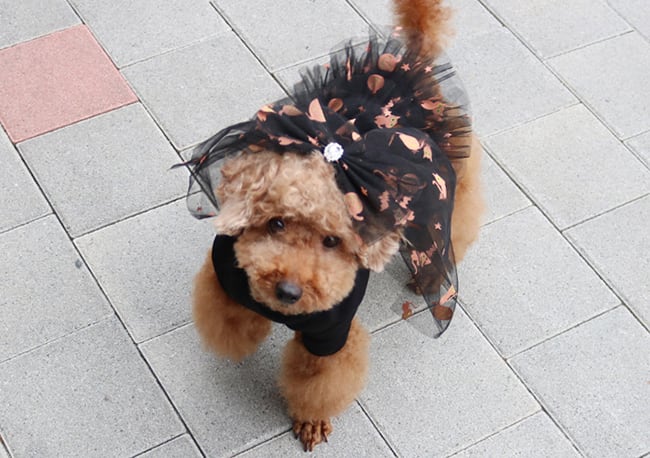 halloween hairpin 2color  /  ペット アクセサリー 犬 ヘアピン 可愛い 犬の服 ドッグウェア 猫 小型犬 中型犬 b27