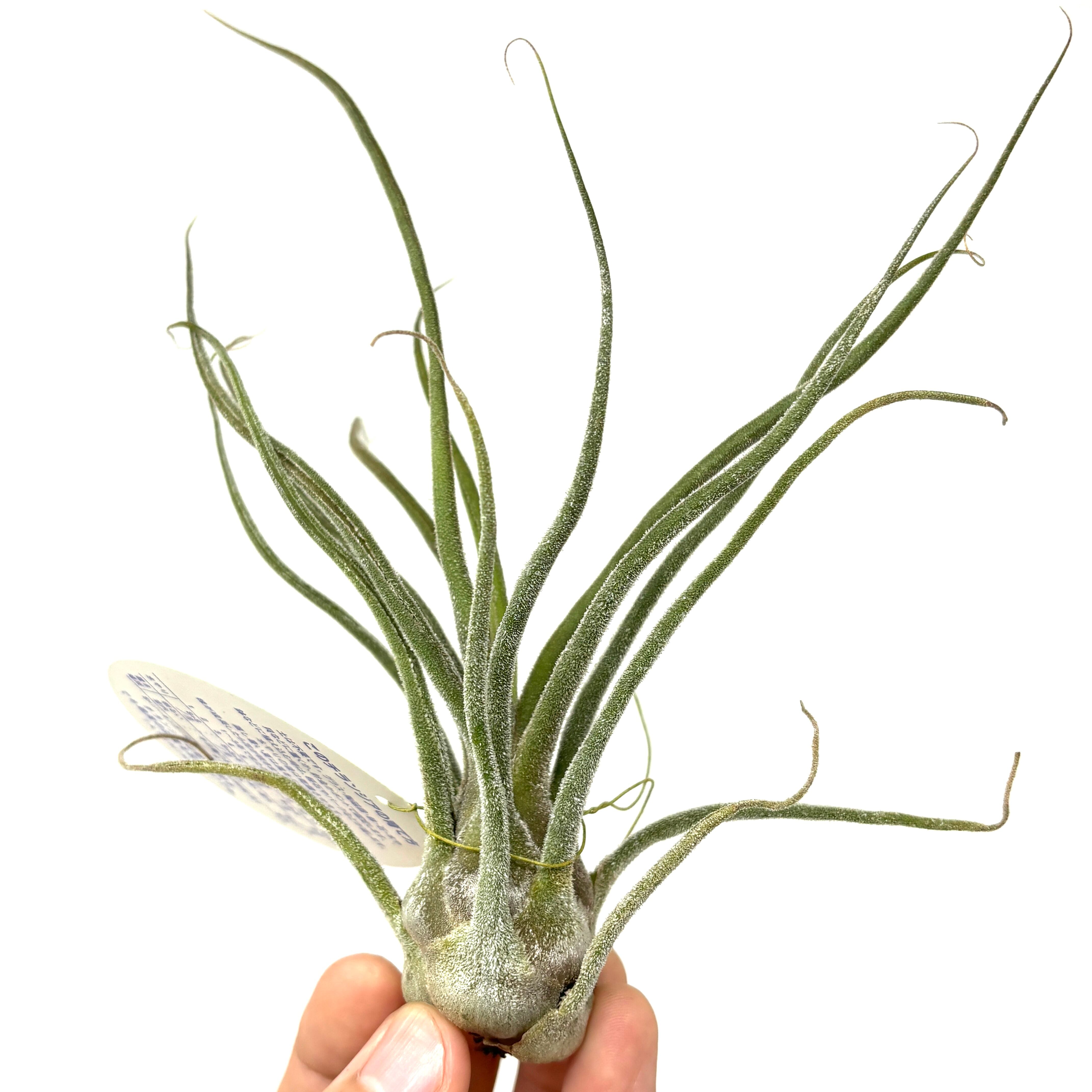 (レア)チランジア　アトロビオラセア　(DP) レア)チランジアアトロビオラセア(DP)