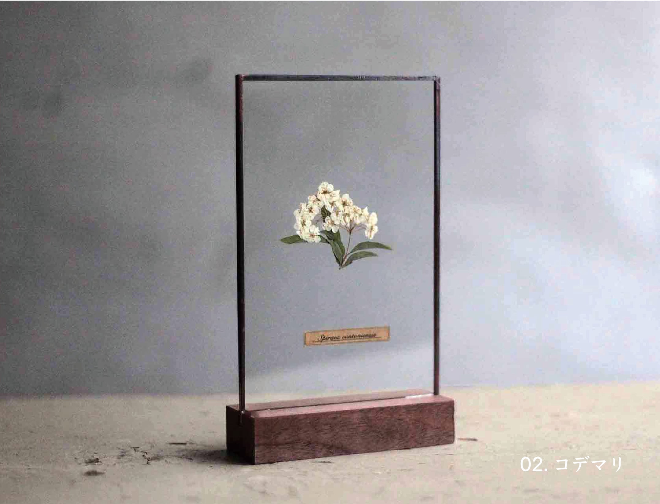 はいいろオオカミ＋花屋西別府商店 壁飾り 植物オブジェ 標本箱 Glass specimen ~季節のガラス標本 ~ | はいいろオオカミ＋花屋西別府商店