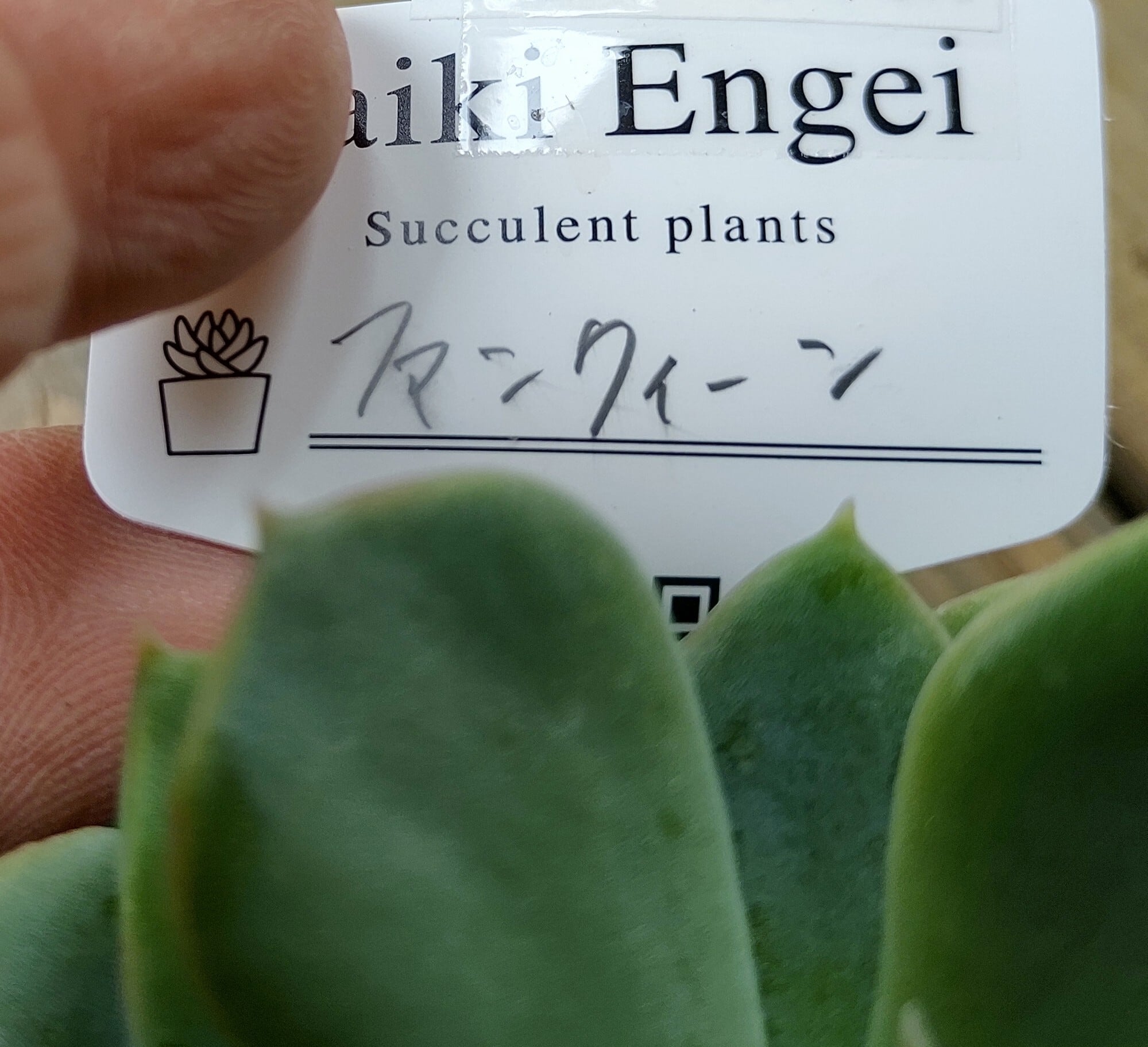 ファンクイーン | RuPo 多肉植物専門店