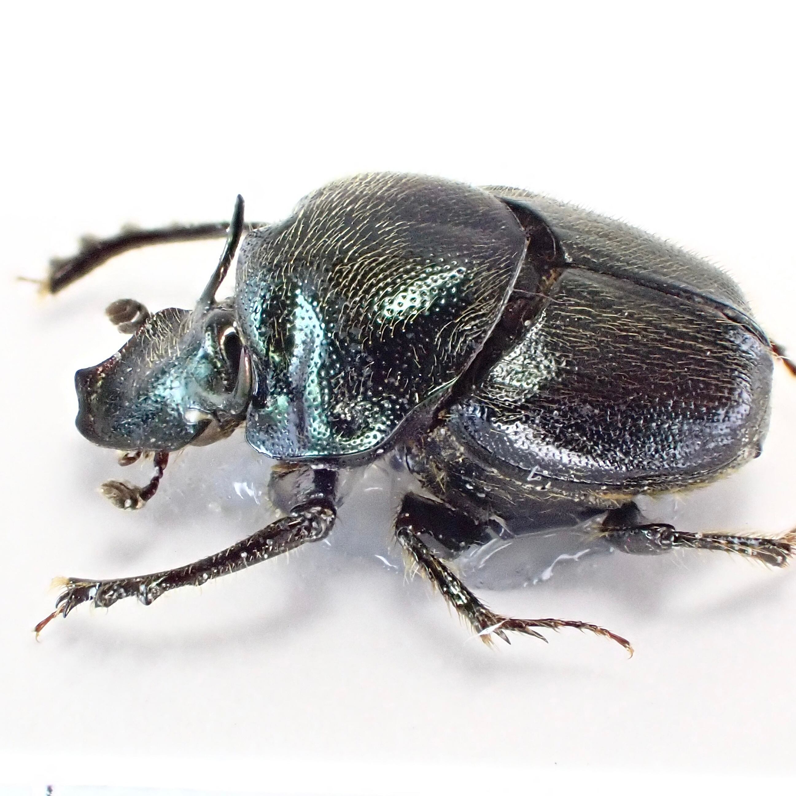 パナマ産 Onthophagus crinitus ♂ 9mm | 昆虫標本 Diggers & Rollers
