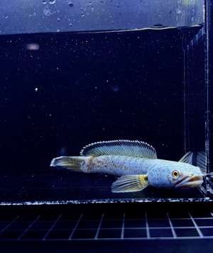 チャンナアリストネイ レッドモザイク②