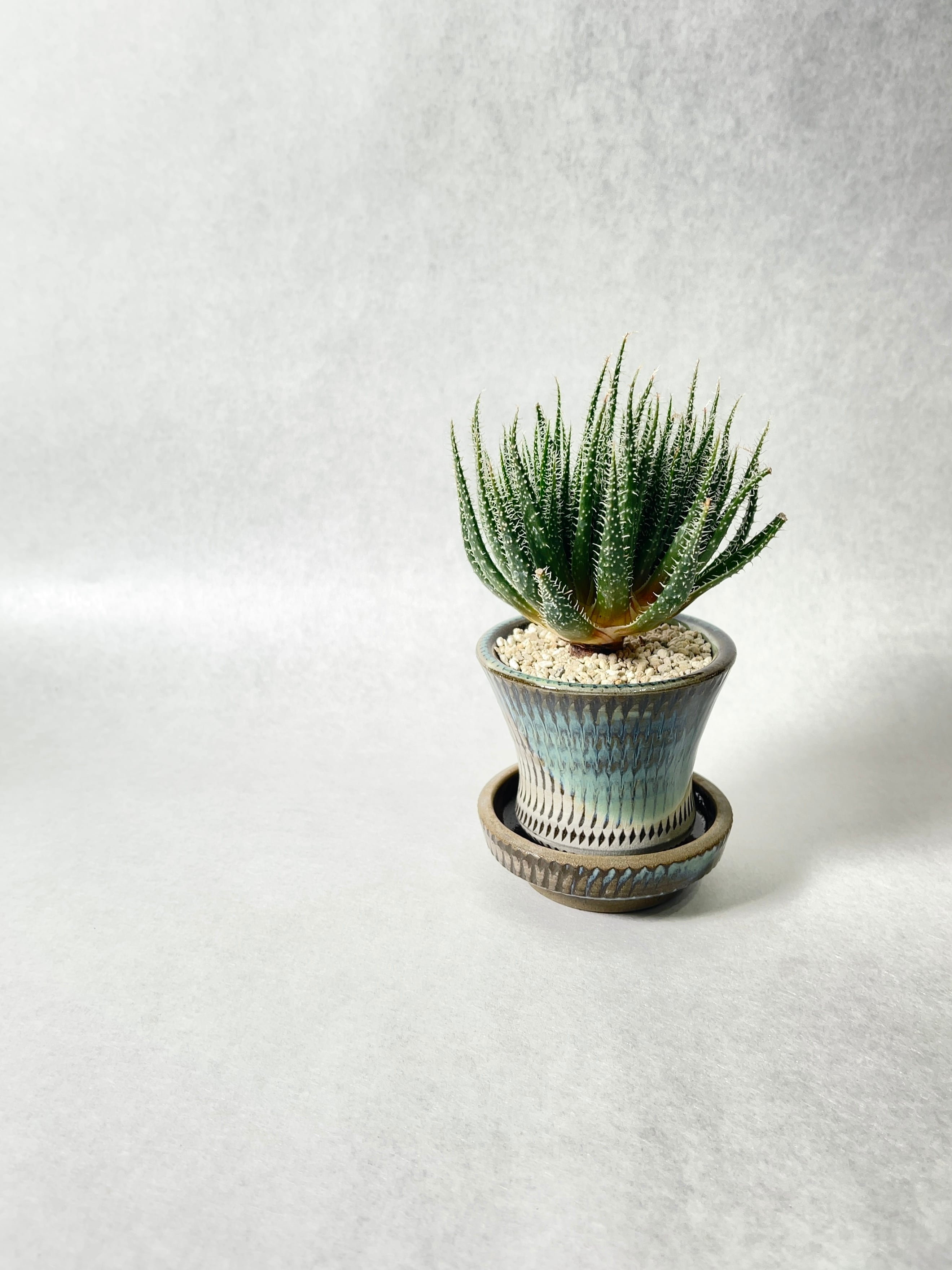 アロエ・ハオルチオイデス | trigger