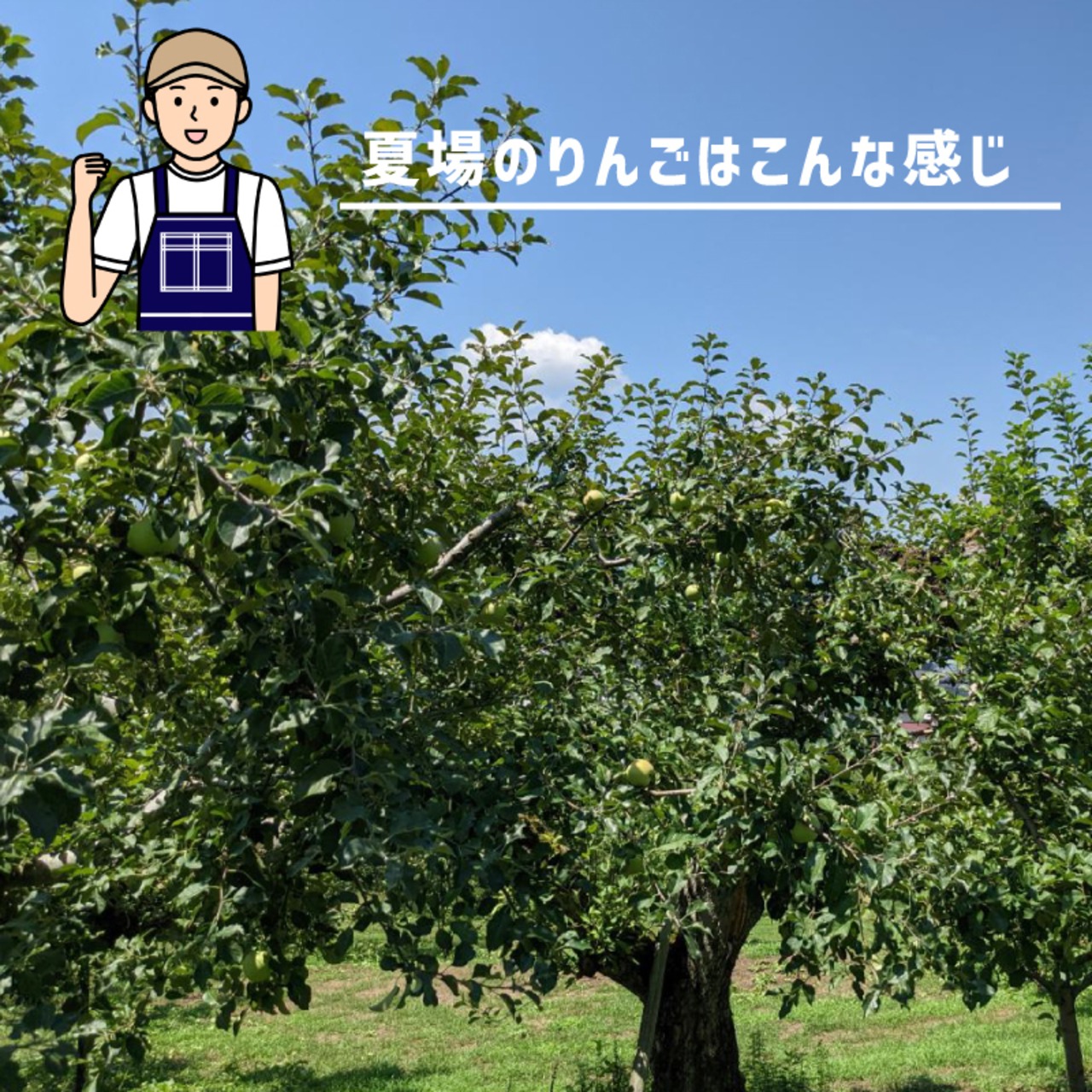 岩手・松本りんご園のストレート果汁100％りんごジュース200g×6個｜産地直送・無添加パウチタイプ - 8