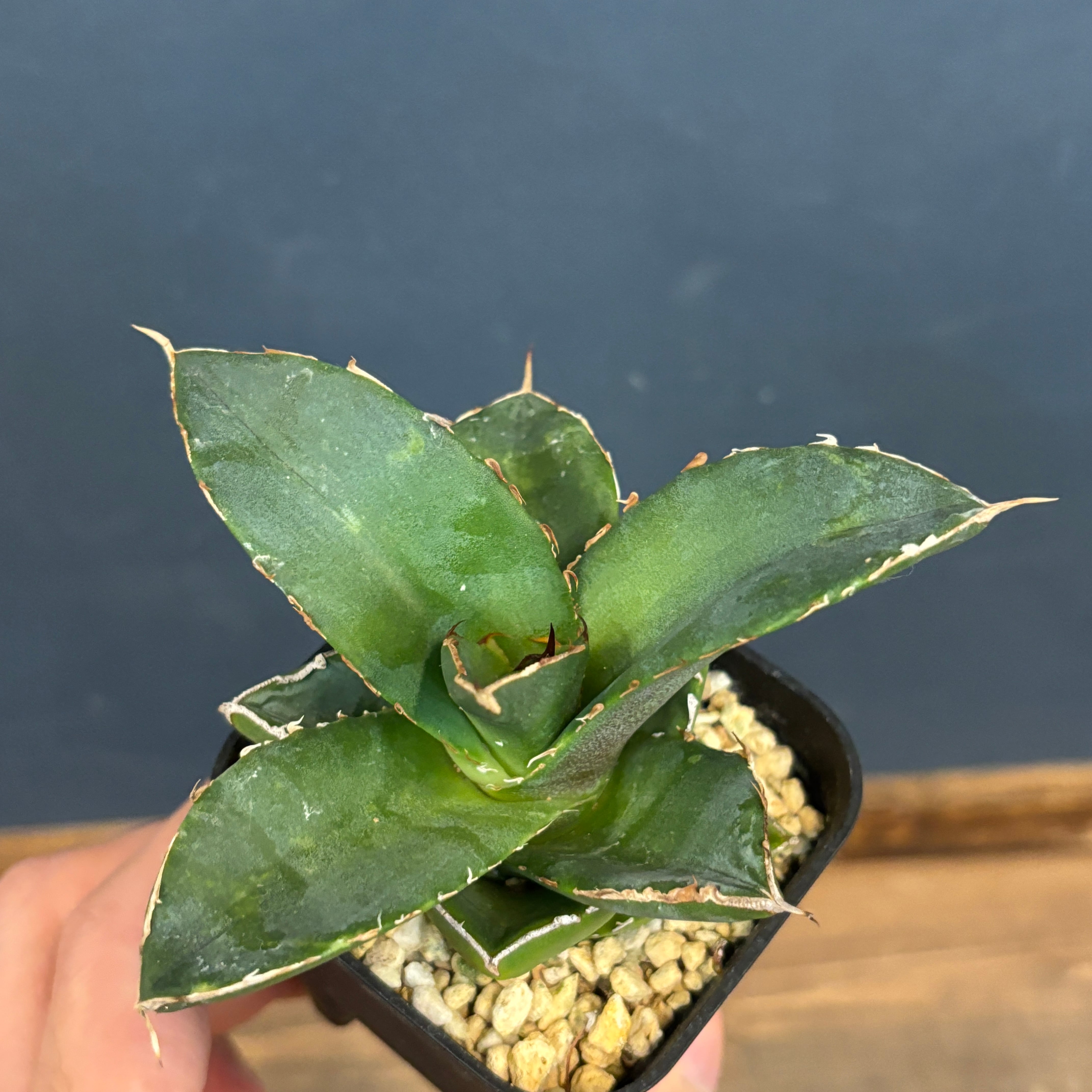 水草 Bucephalandra sp.\