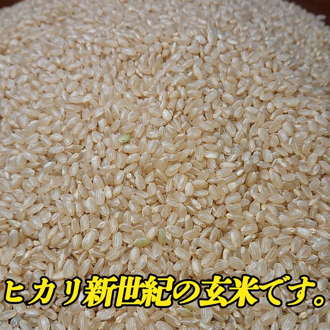 令和7年産 清流小田原米ヒカリ新世紀 玄米【15kg】 | PAY ID