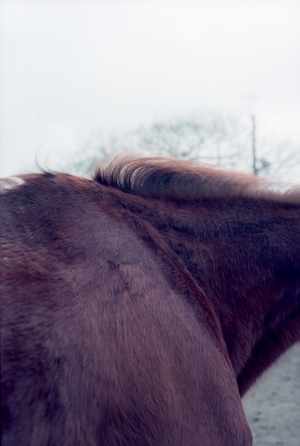 Horse mane